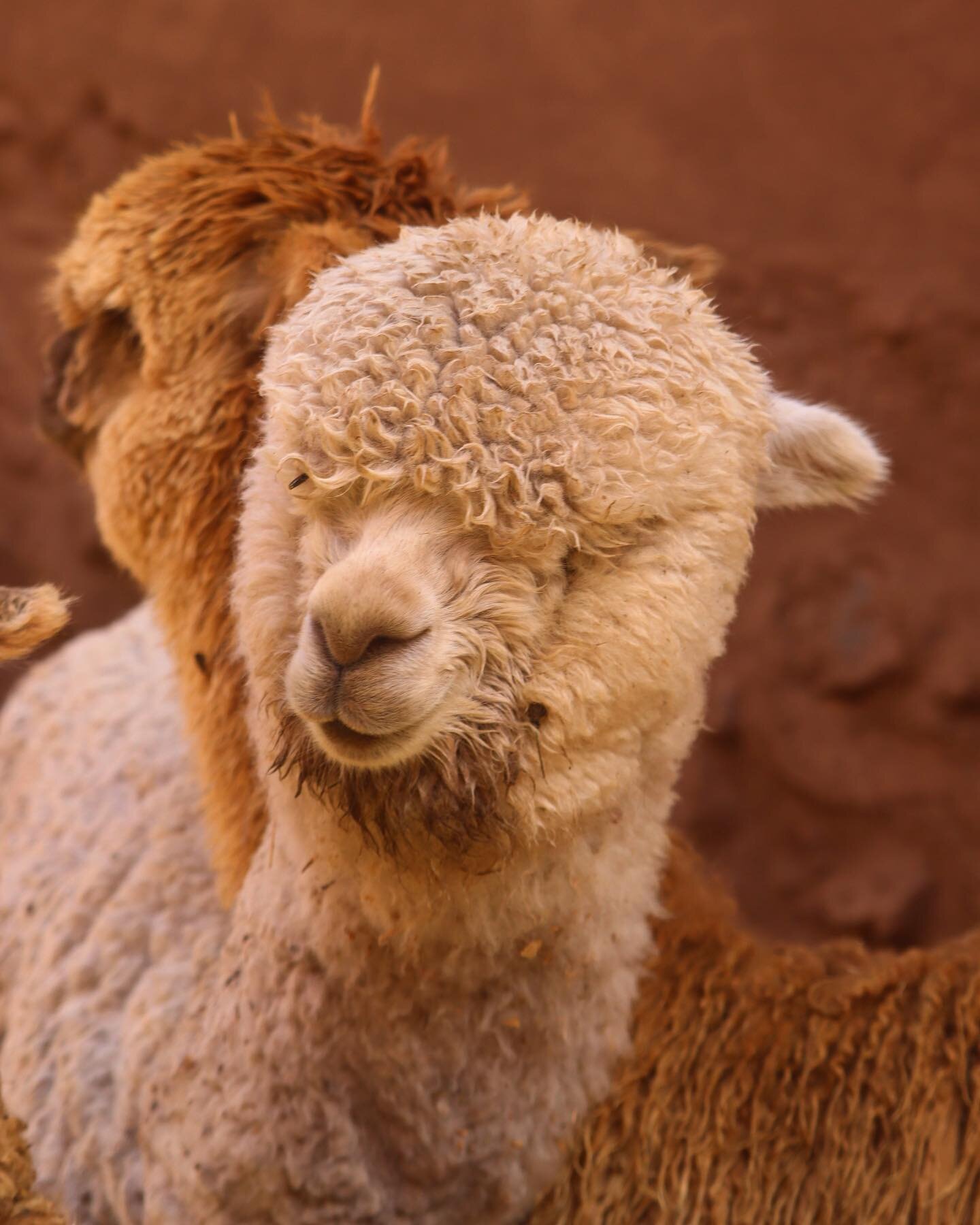 Alpacachino 🦙 #alpaca #llama #peru #rural #countryside #farm #sacredvalley #cusco #photography #explore #travel