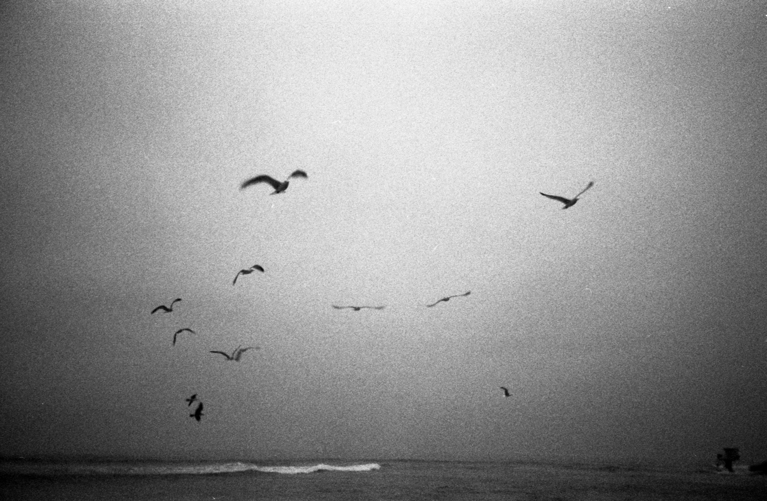 Birds.jpg