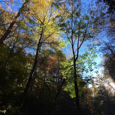 Leaves falling as we sat by Minnehaha Falls