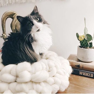 One of Jess's two gorgeous helper cats