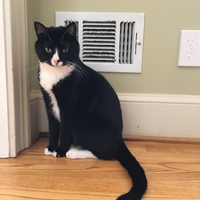 Snow Day Monte Cat-- he loves to be under the heat vents for maximum butt roasting