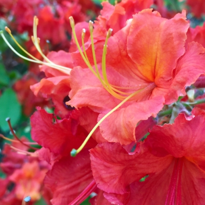 A little spring inspiration from the Atlanta Botanical Gardens: Flame Azalea