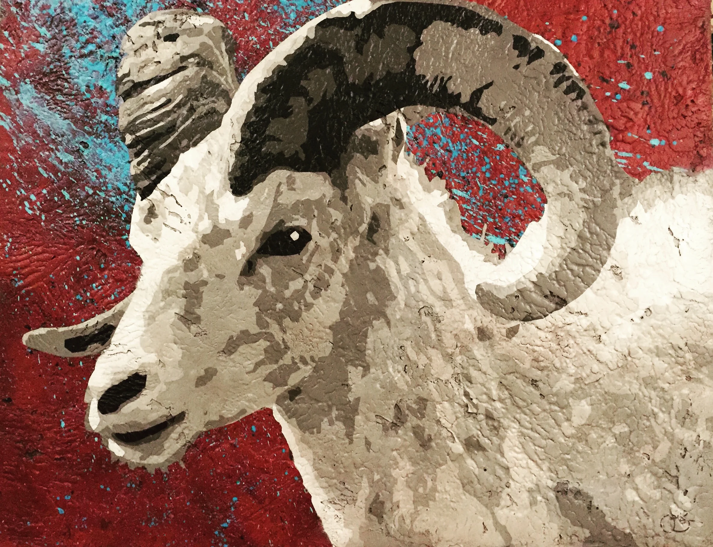 Ovis Aries 2