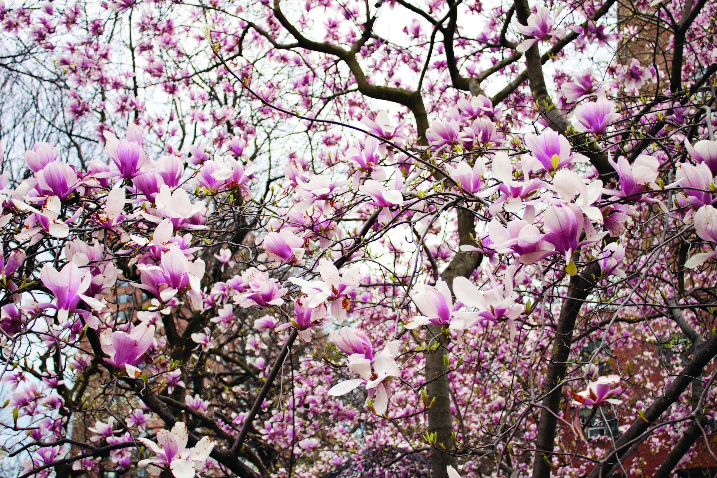 flowers 2.jpg