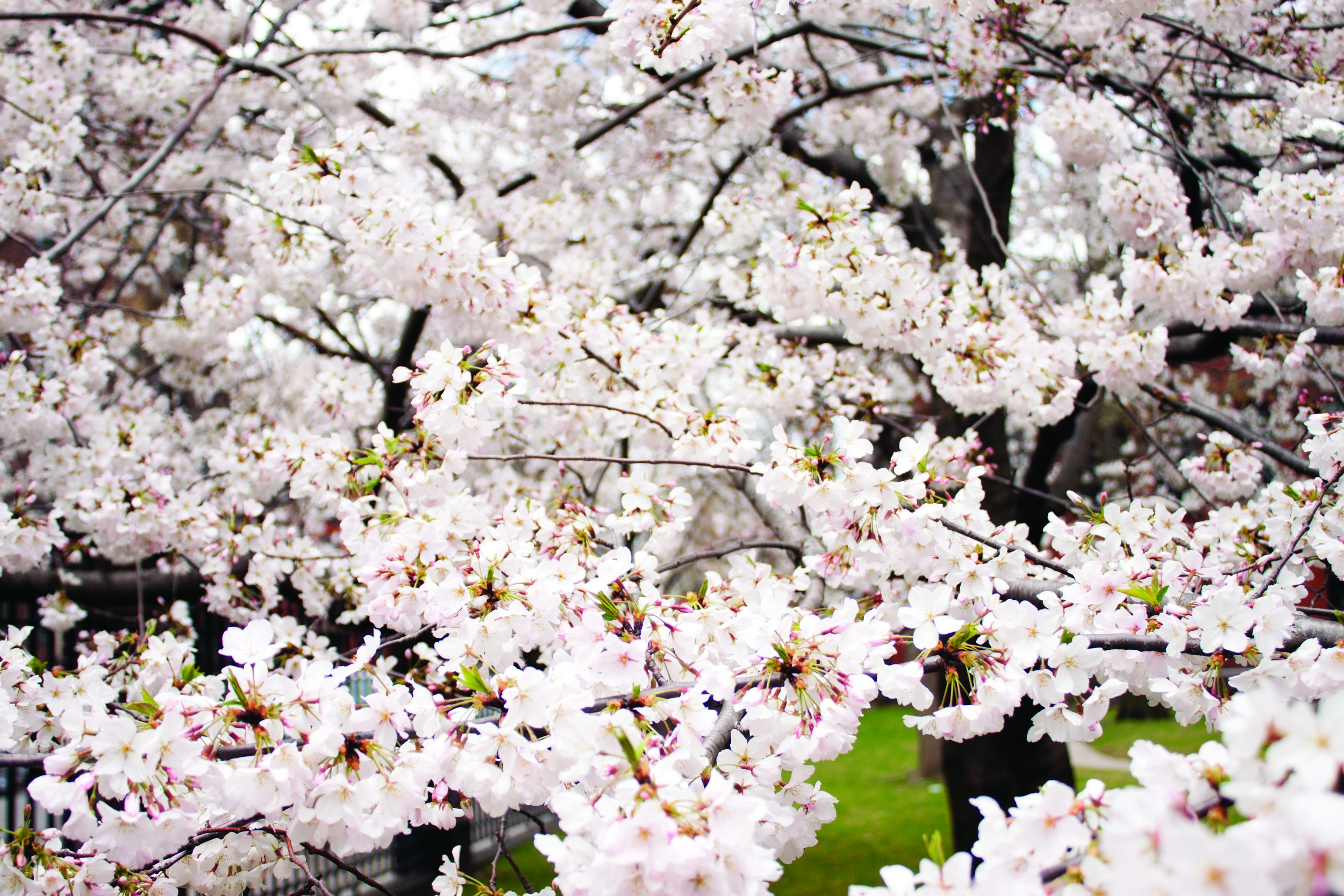 flowers 4.jpg