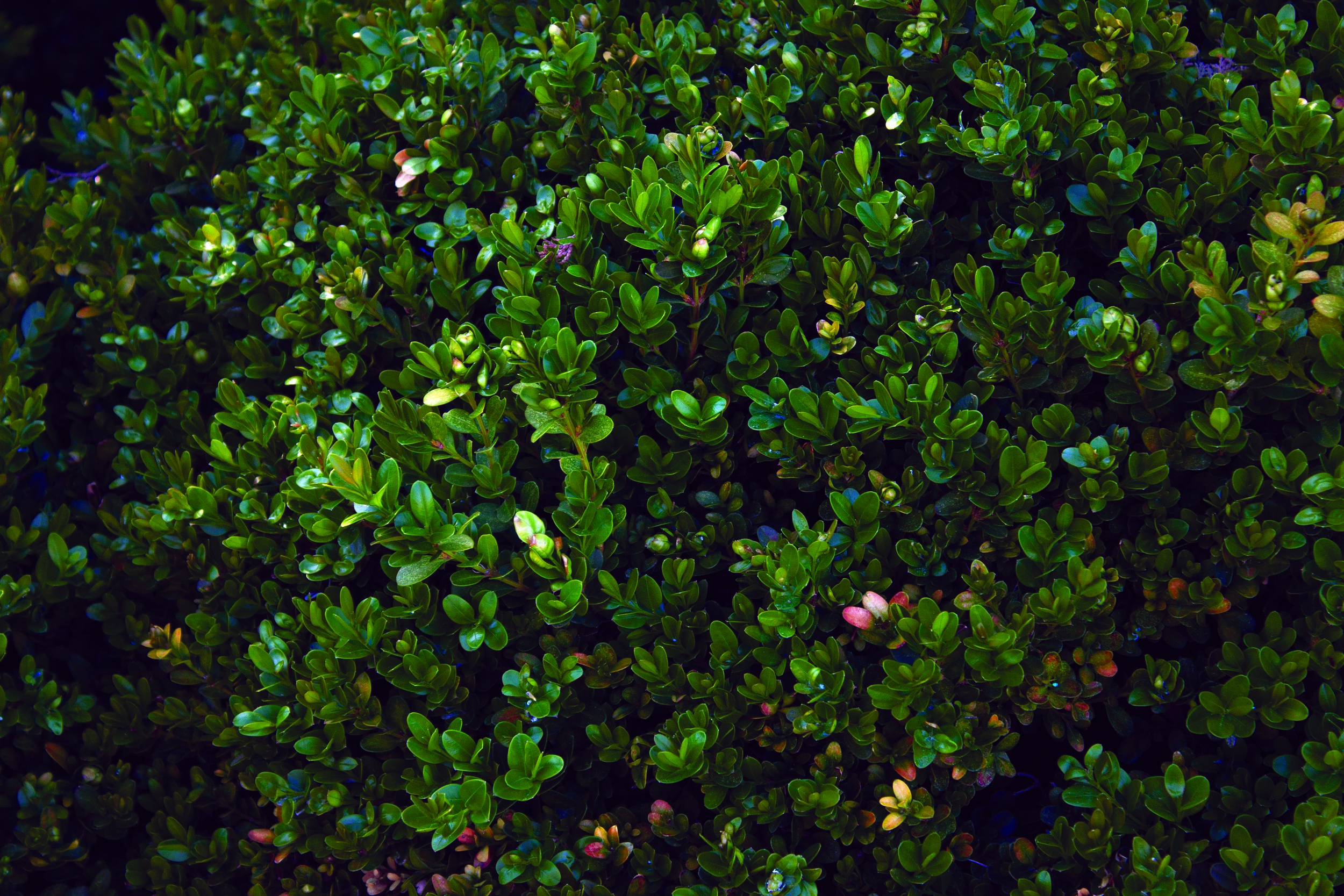 green1.jpg