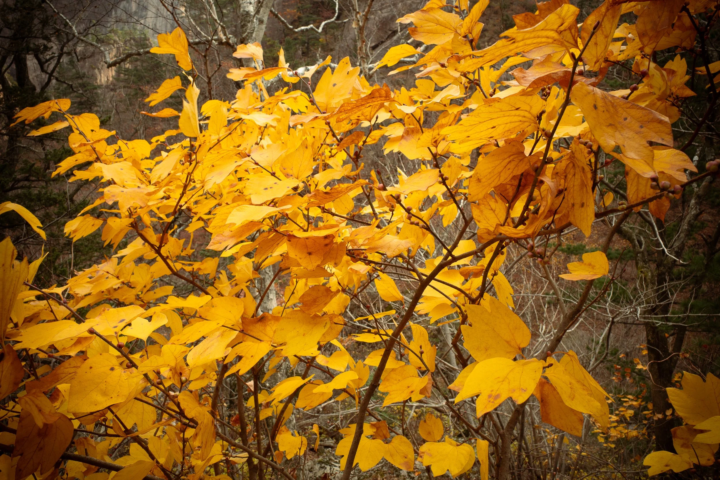 Seoraksan 2023-20231023_R0001075.jpg