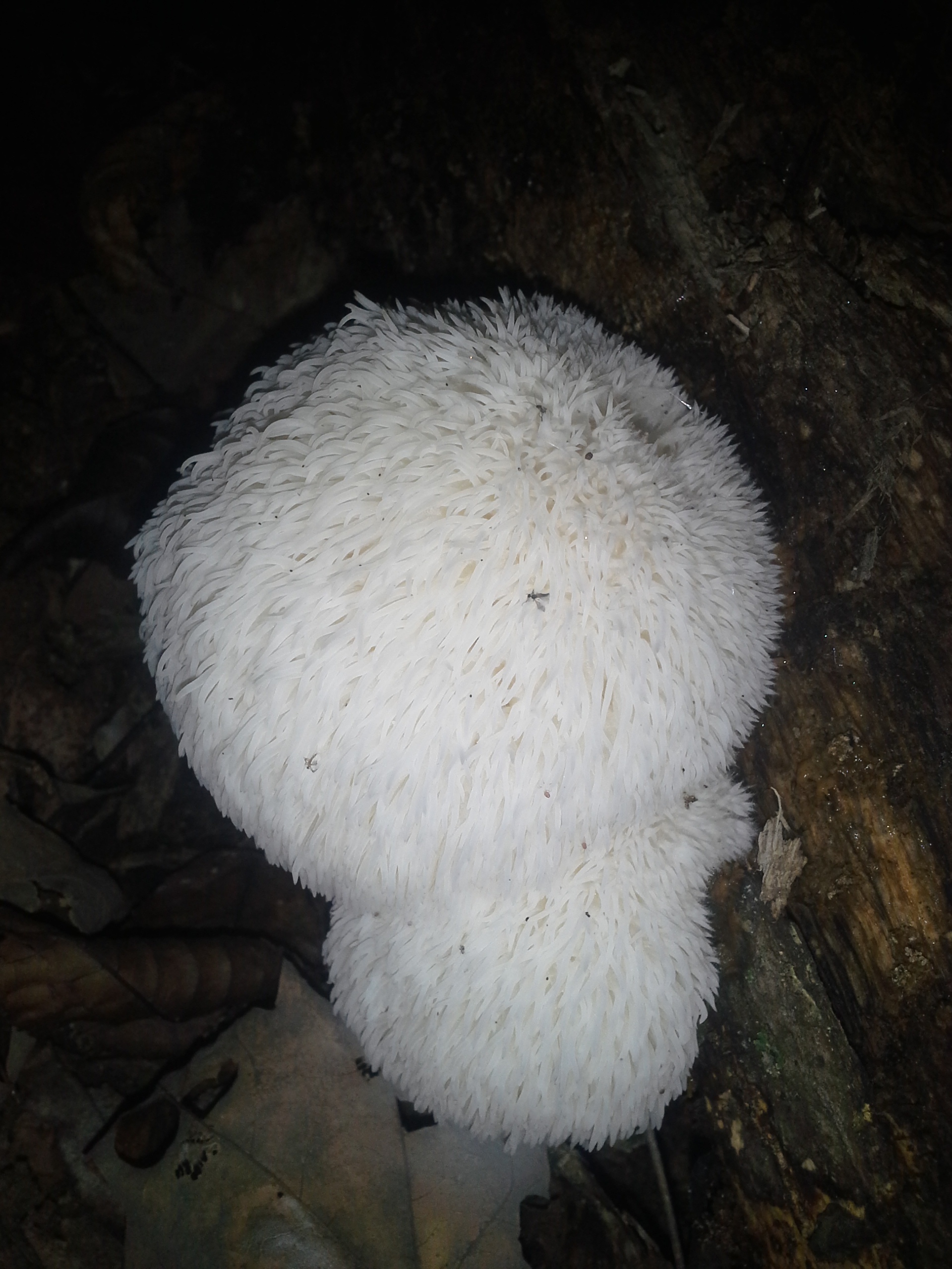 Lion's Mane on the Oak log where I found it