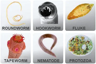 Parasites not mine.jpg