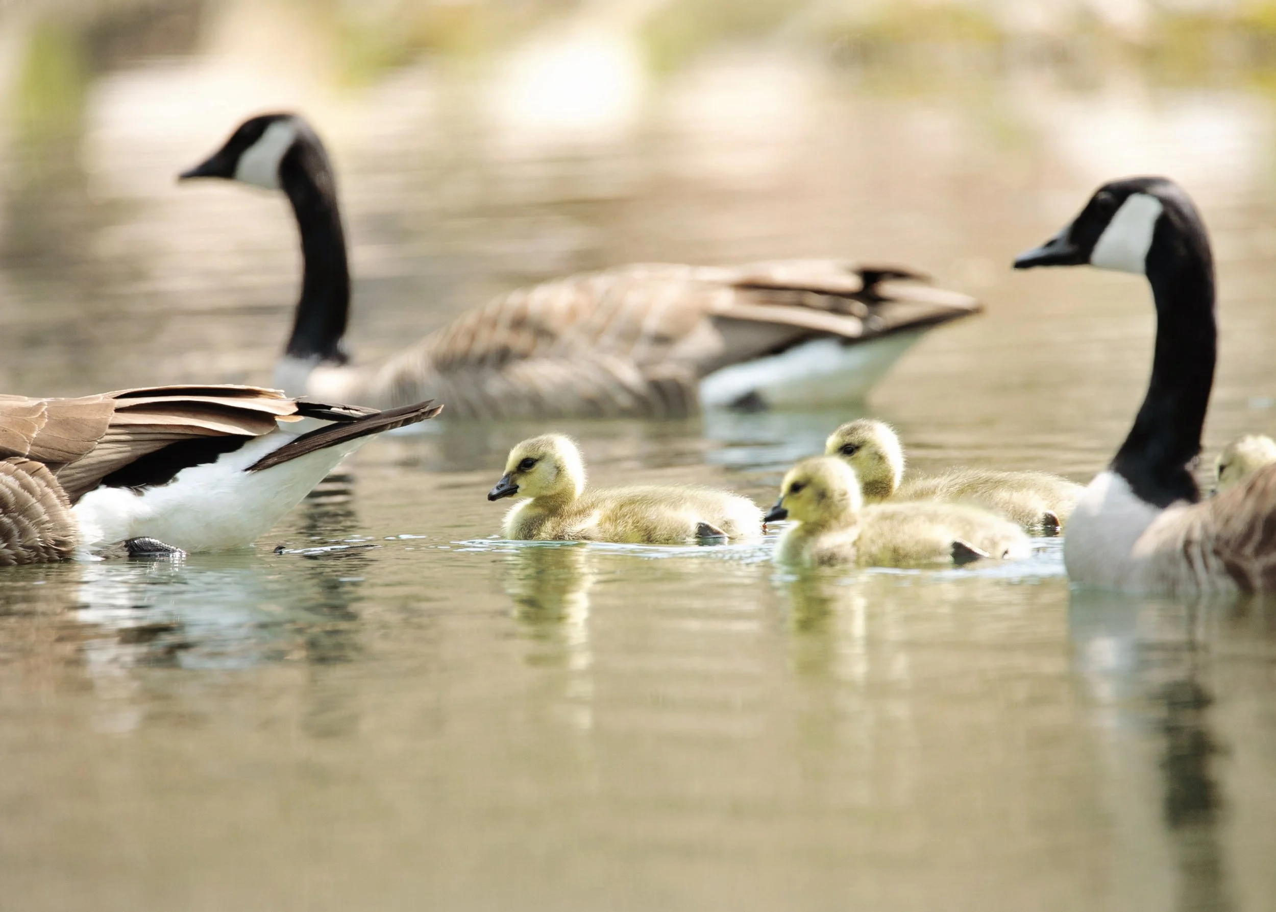 The Orphaned Goslings