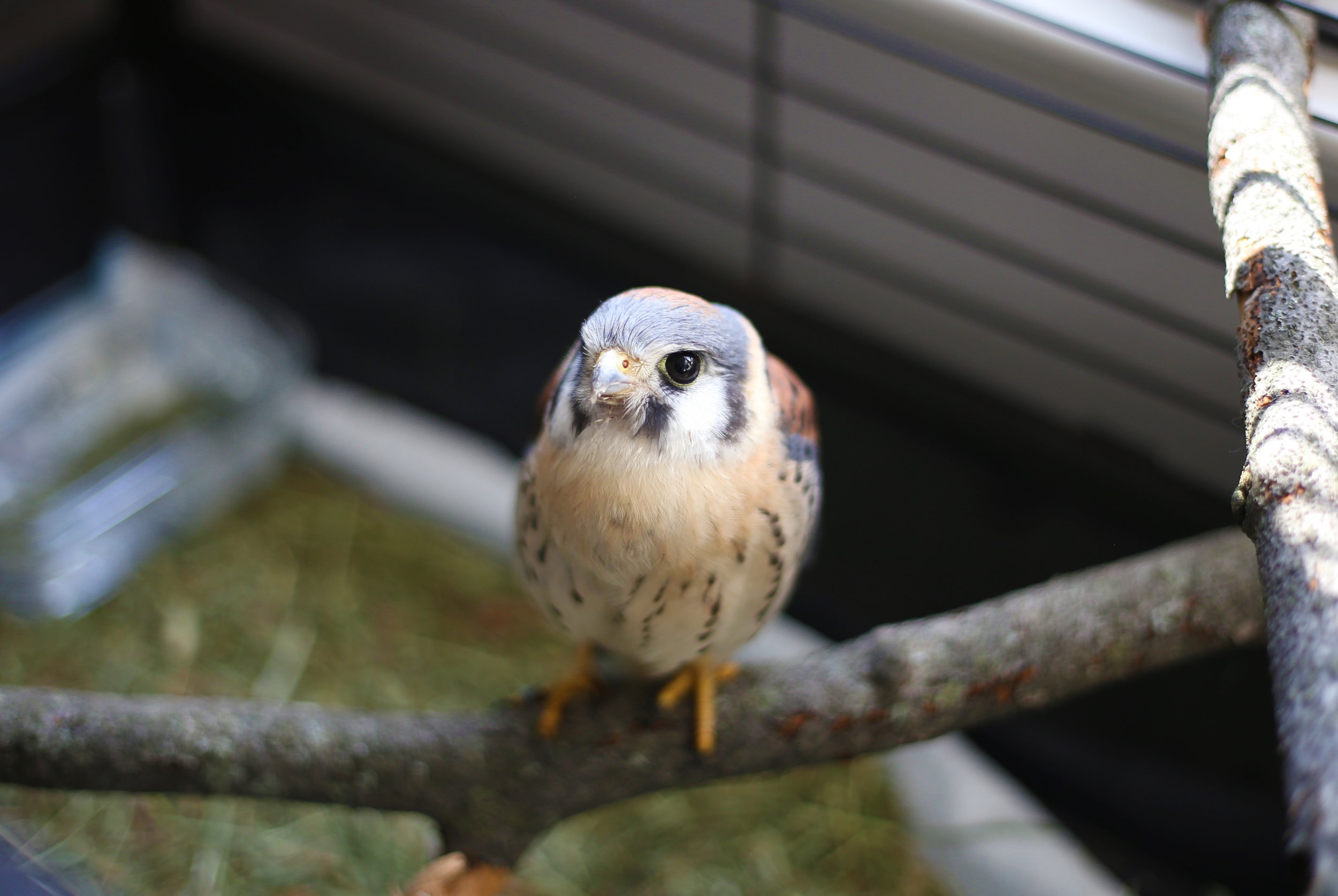 Orion’s Luck : Finding a one-winged Kestrel