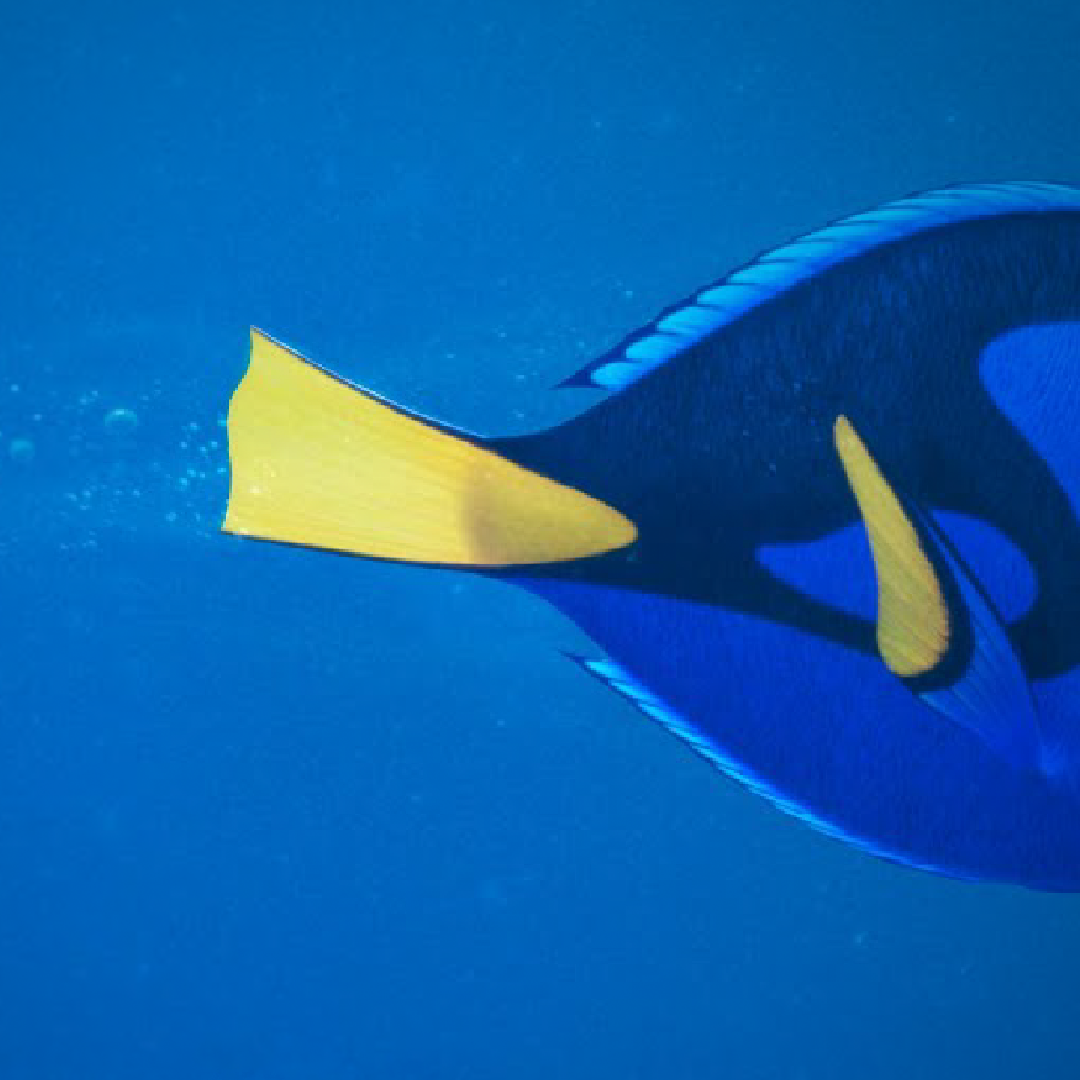 FindingDory-Thumbnail-02.png