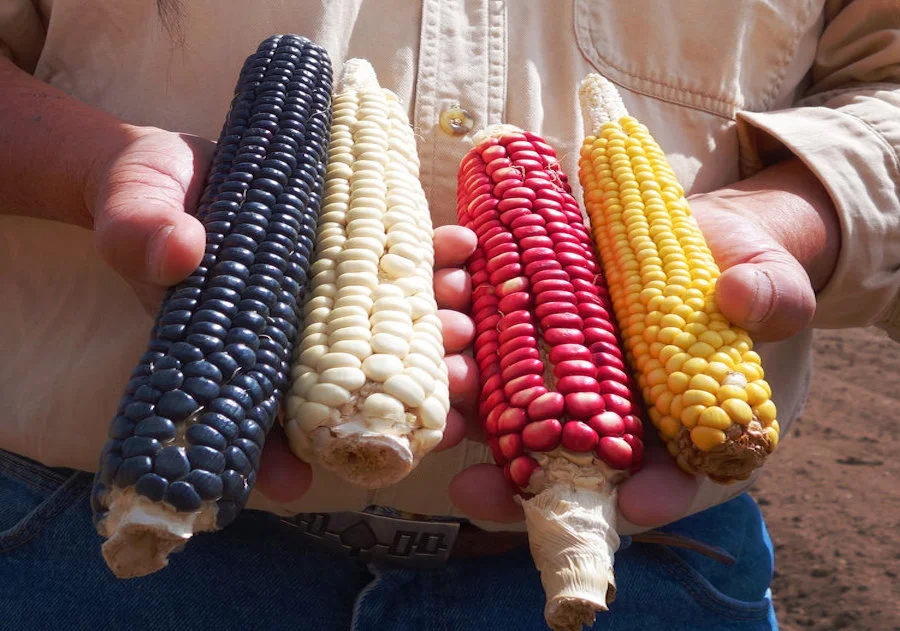 seed_still_3.jpg