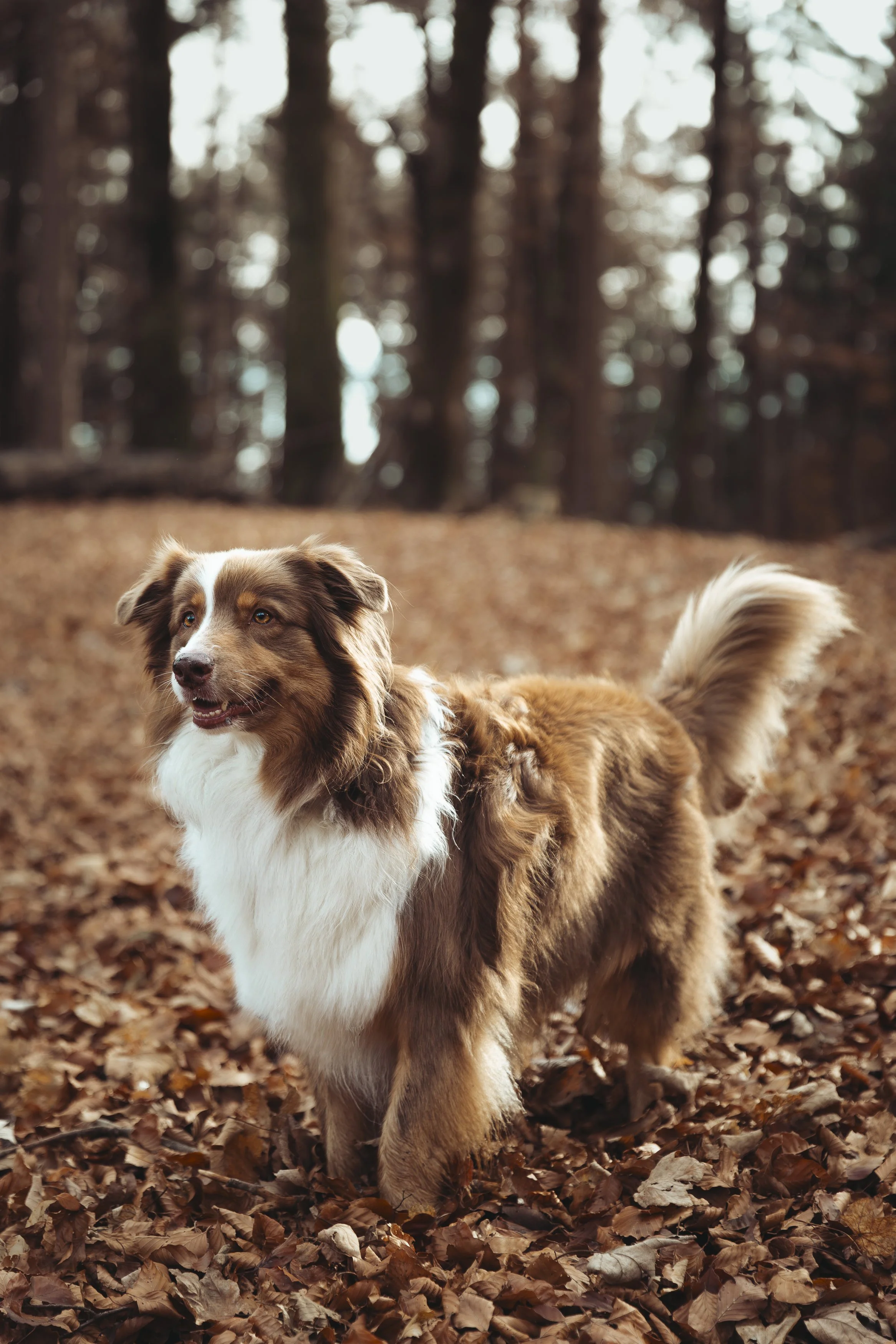 Un chien de race Australian Shepherd debout dans une forêt avec des feuilles mortes au sol, en automne lors d'une séance photo animalière Wild hearts