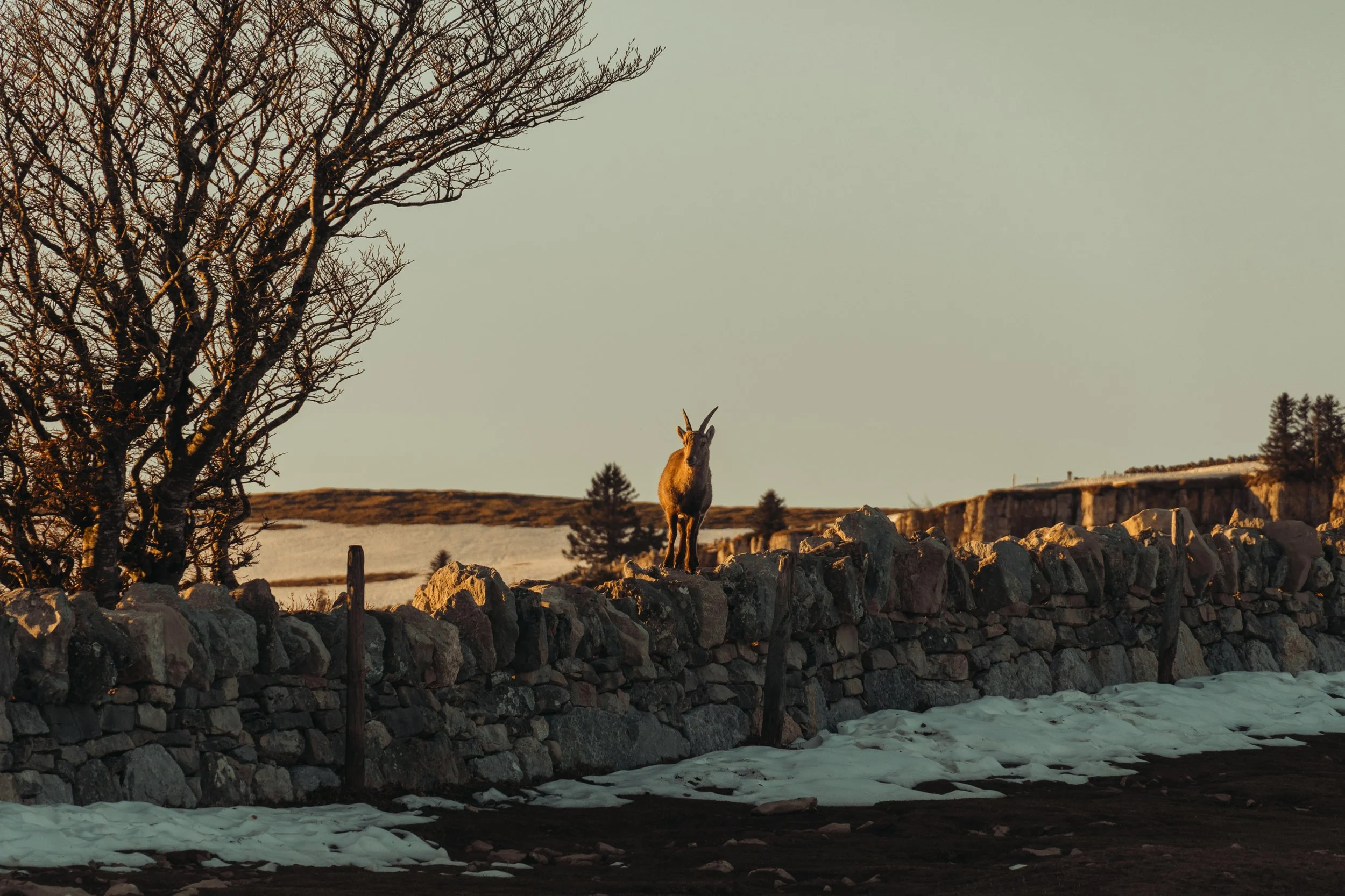 Un bouquet de montagnes avec un lac glacé au premier plan, une barrière en pierre et un chamois se tenant sur un rocher, à l'approche du coucher de soleil, avec un arbre dénudé à gauche.