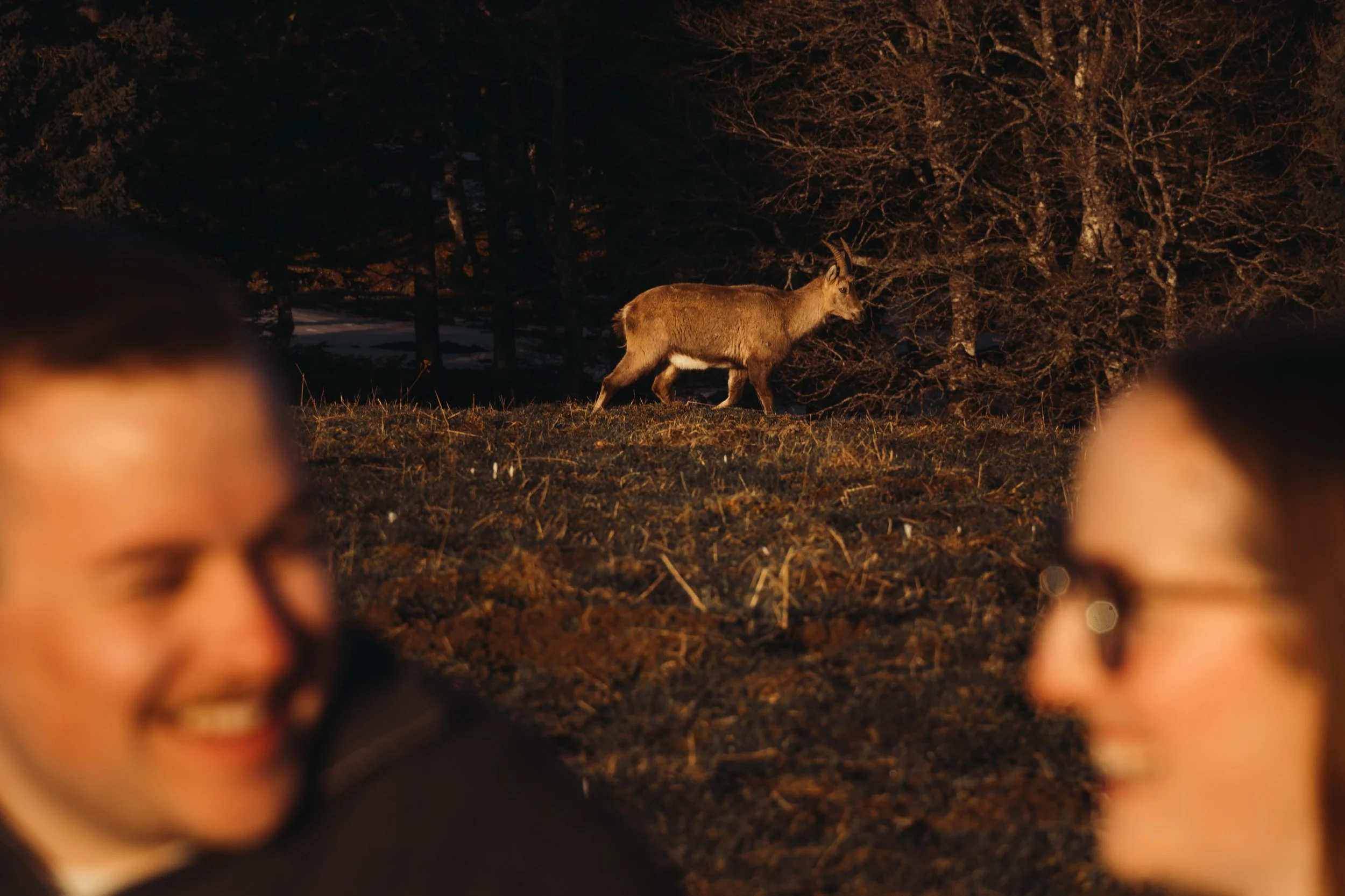 Une photo prise lors d'une sortie au parc, montrant un chamois qui marche dans un environnement forestier, avec deux personnes floues en premier plan, souriantes.
