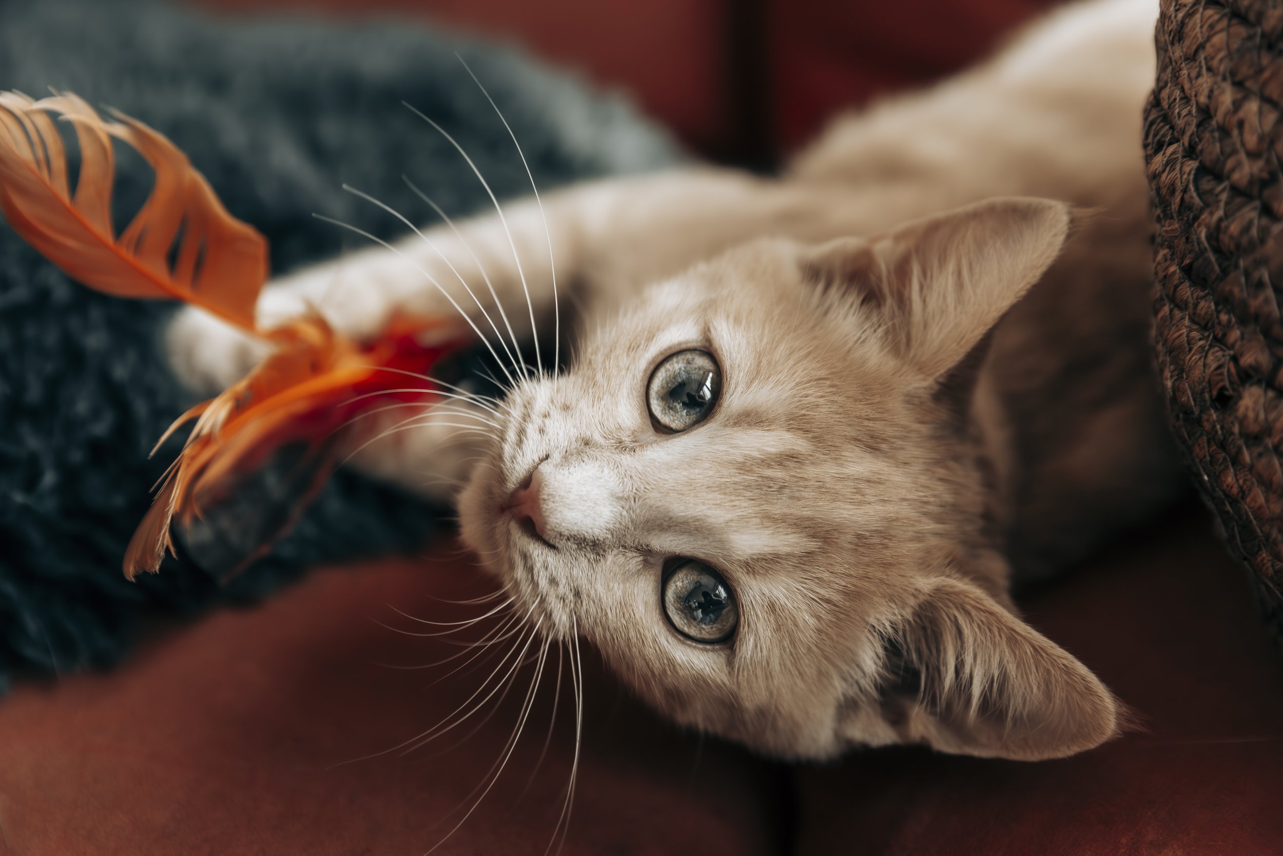 Portrait de chaton dans le canton de Fribourg