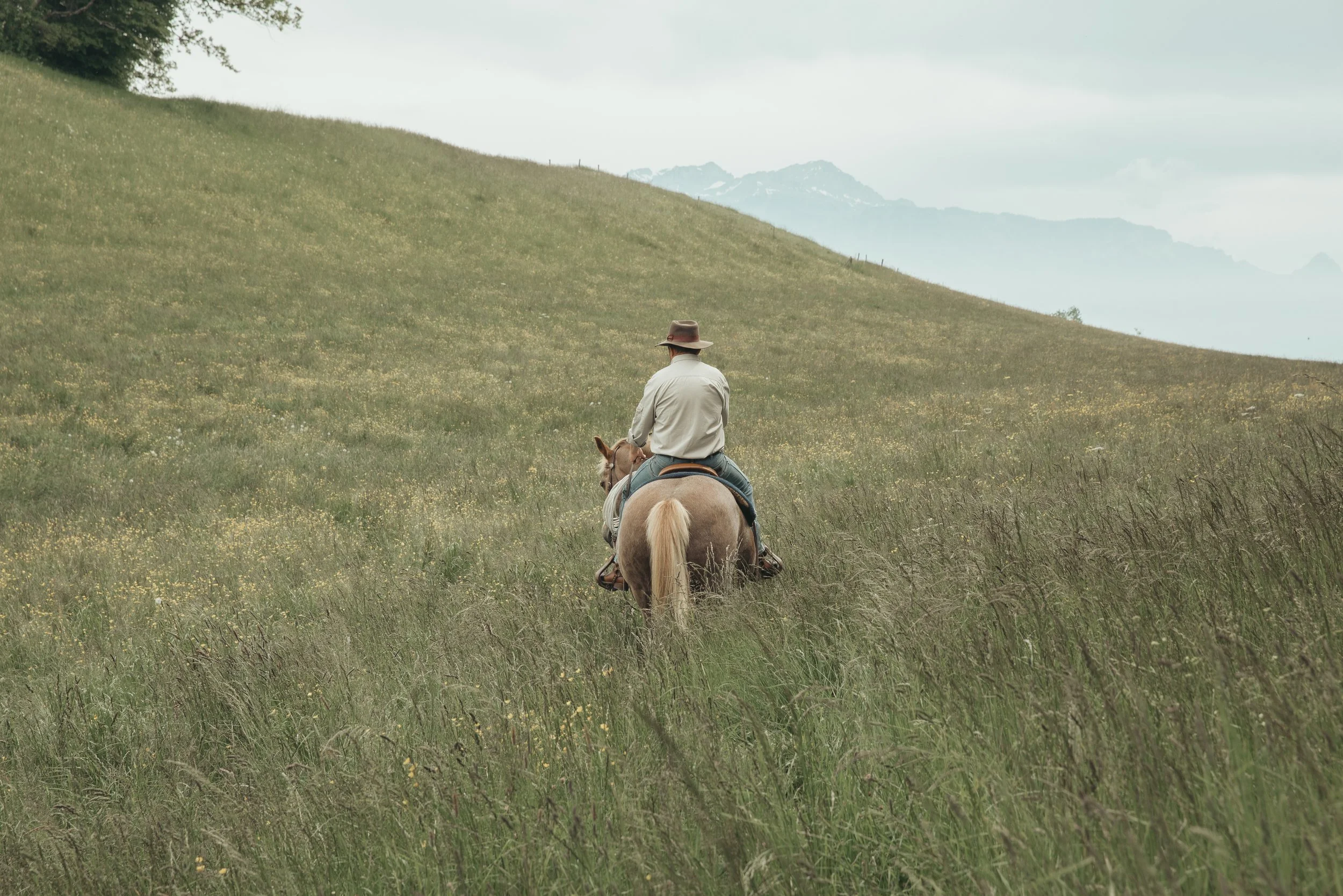 Séance photo d’un cheval