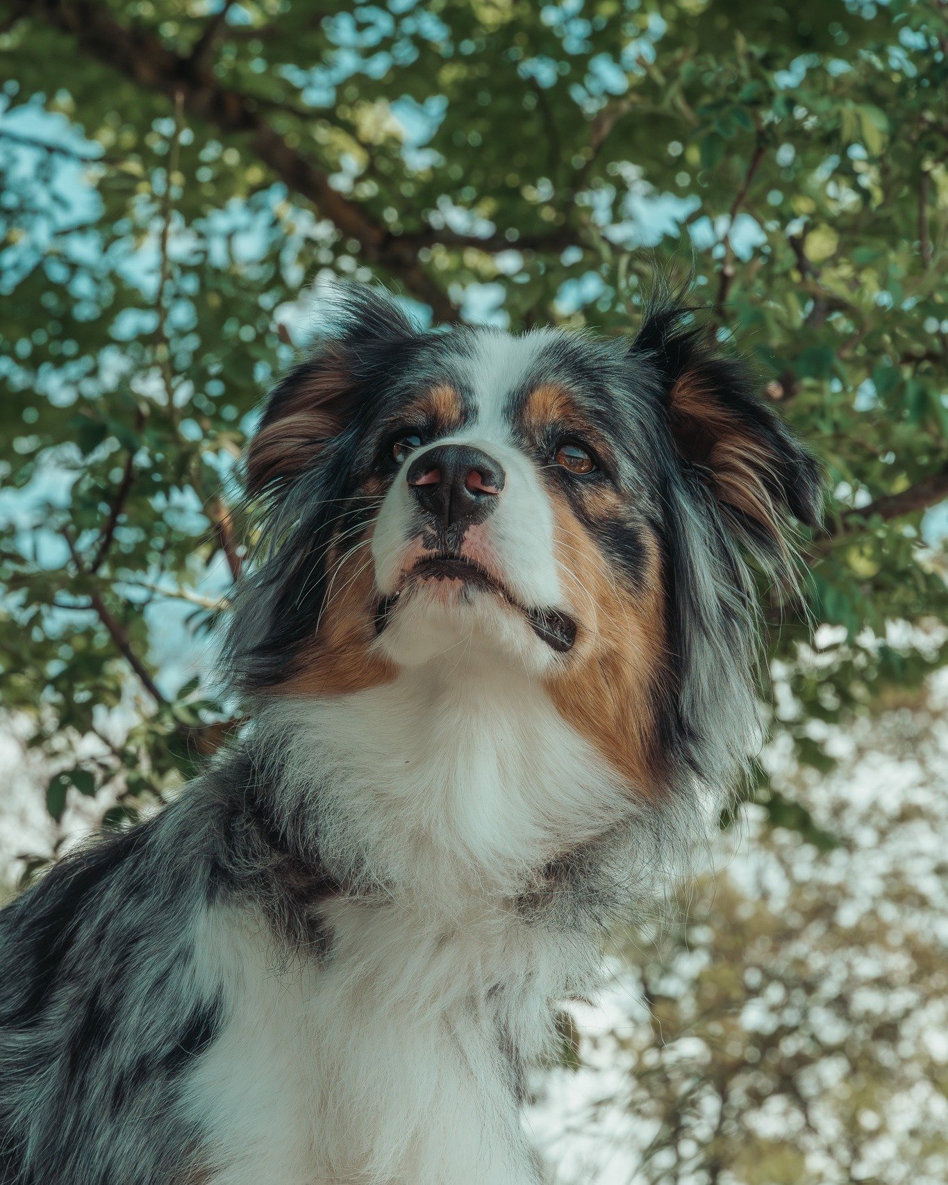 Anecdote du vendredi soir, bonsoiiiir! Un peu de perso, &ccedil;a fait toujours du bien !

Les chiens, les chats, les chevaux, je grandis &agrave; leurs c&ocirc;t&eacute;s depuis mes premiers pas.
Mon oncle, &eacute;leveur de dogues allemand, avait u