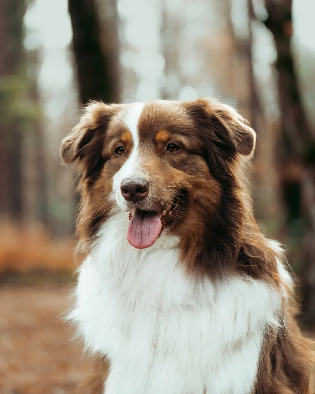 Alors concr&egrave;tement, il se passe quoi pendant la post-production? 

Un exemple d&rsquo;avant-pendant et apr&egrave;s retouche! En esp&eacute;rant que &ccedil;a te plaise !

Merci @hope.bram pour ta confiance!

Photographe canin suisse &bull; ch