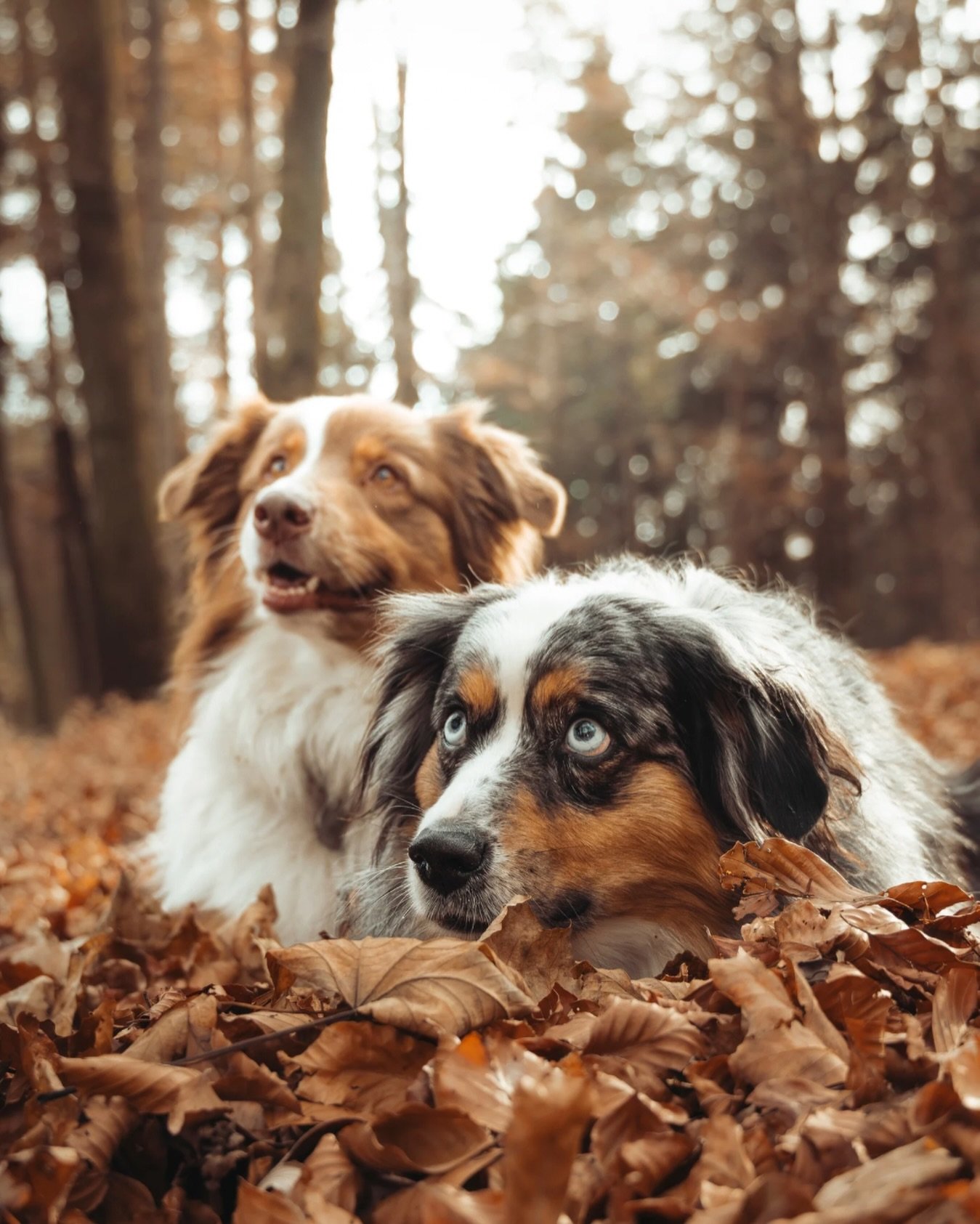 Est-ce qu&rsquo;on peut prendre 15 secondes pour nommer le regard plein d&rsquo;amour de ces deux fifilles qui regardent leur maman?! Je fonds &agrave; 10000%! 

Quand Arya me fait des petits yeux pliss&eacute;s je foooonds! Et c&rsquo;est ce que j&r