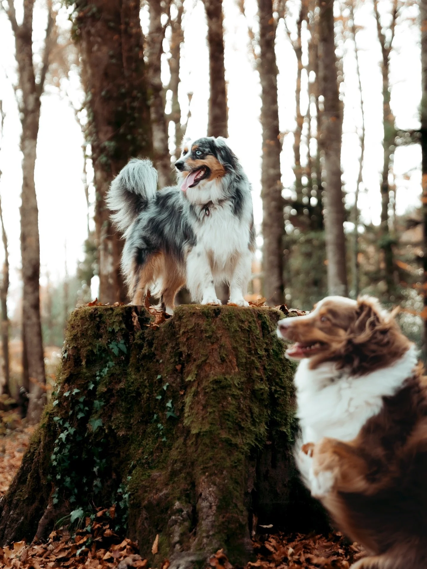 Photobomb 2.0 - Inattendue 

J&rsquo;&eacute;tais pr&ecirc;te, je m&rsquo;installe, pr&ecirc;te &agrave; shooter, je shoote et BaM! Comme un &eacute;clair 😂

Cette photo raconte l&rsquo;ensemble de la s&eacute;ance hihi! Alors oui, m&ecirc;me si ton