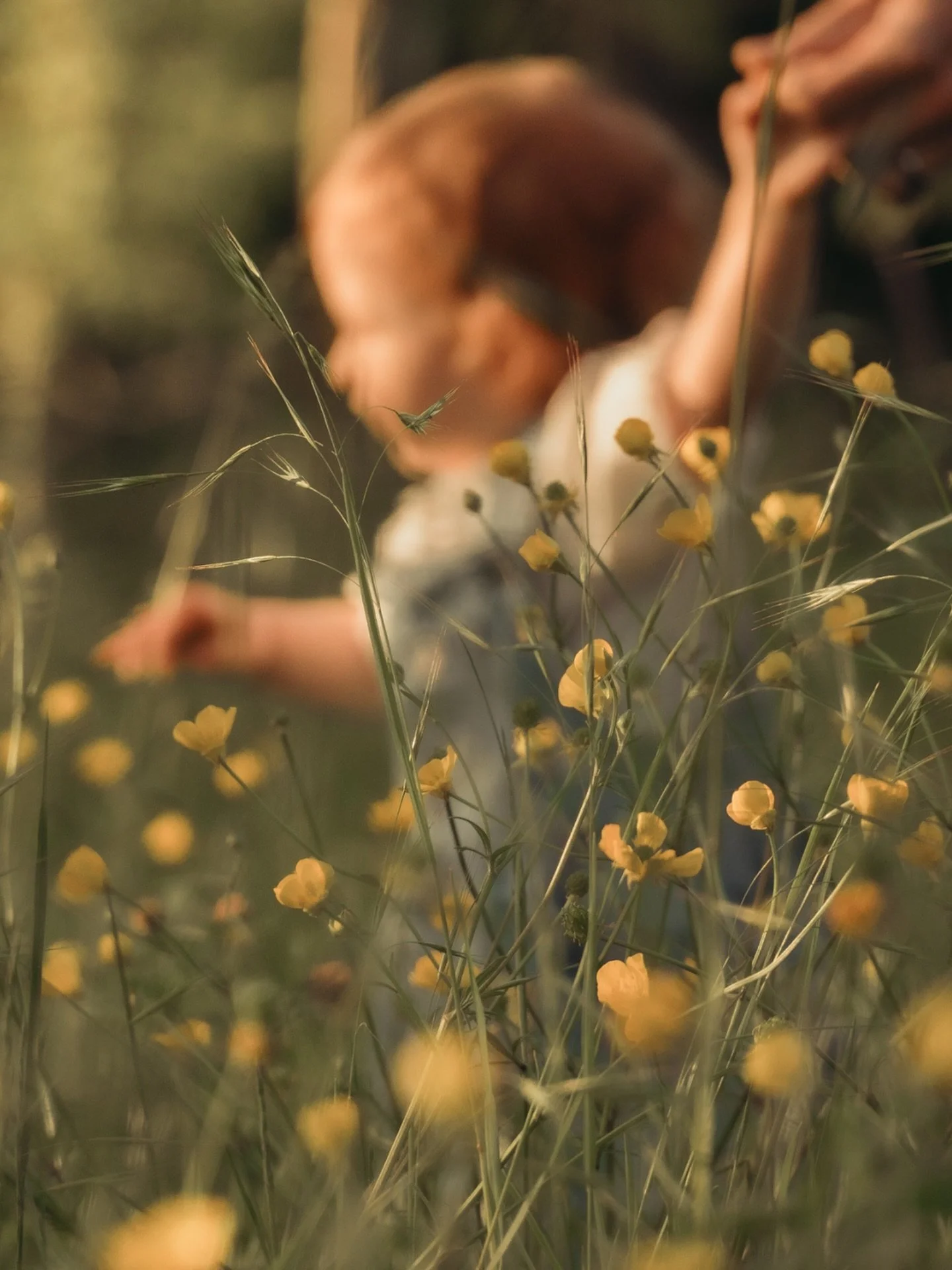J&rsquo;adore tellement voir ces p&rsquo;tites t&ecirc;tes se perdent au milieu des hautes herbes 
Je peux m&rsquo;amuser avec des flous en premier plan, ou en arri&egrave;re-plan, et les enfants sont fascin&eacute;s par le champ travers&eacute;! Une