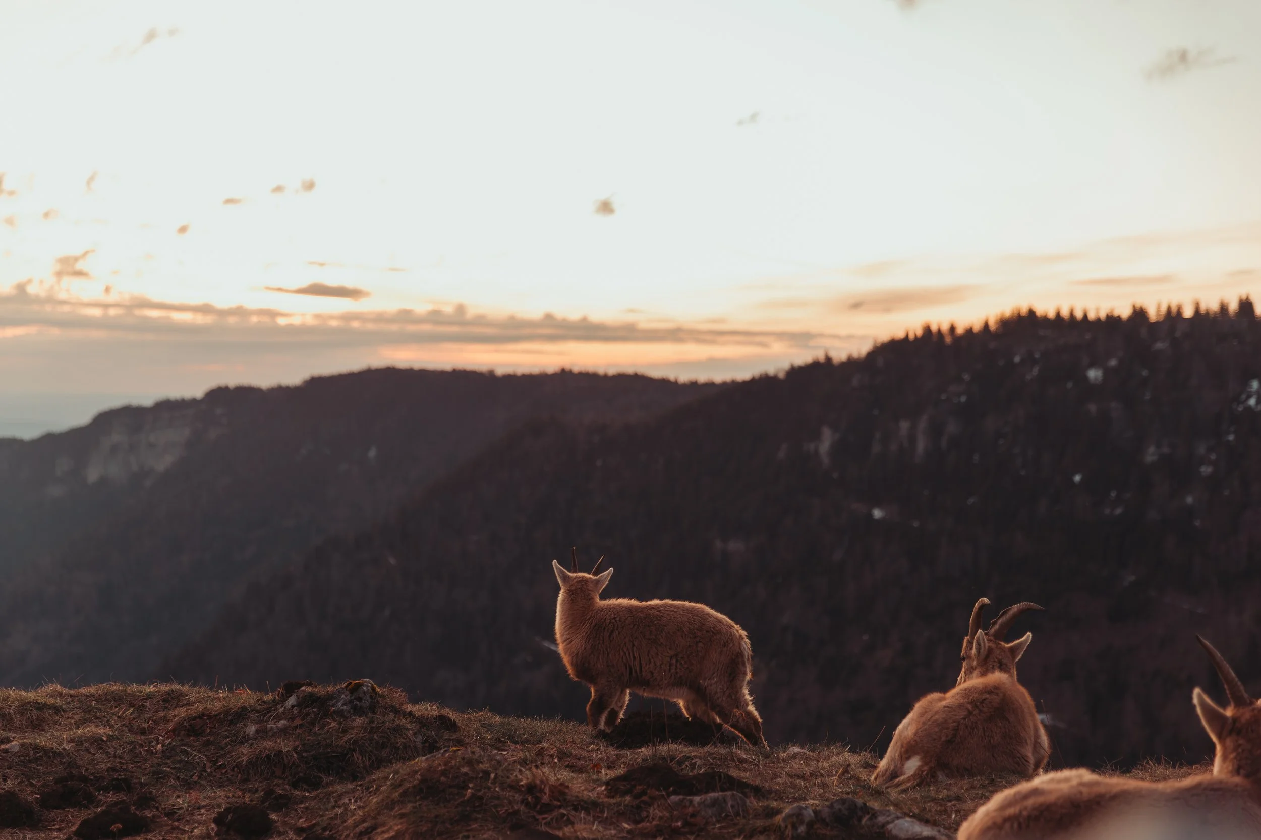 Un groupe de chèvres broutant dans un paysage vallonné au coucher du soleil, avec un ciel clair et quelques nuages.