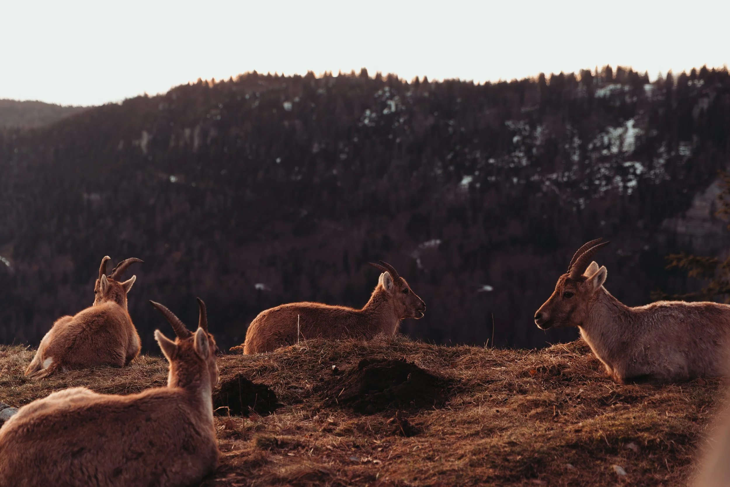 Groupe de Chamois se reposant dans un paysage de montagne lors du coucher du soleil, avec une forêt de conifères au fond.