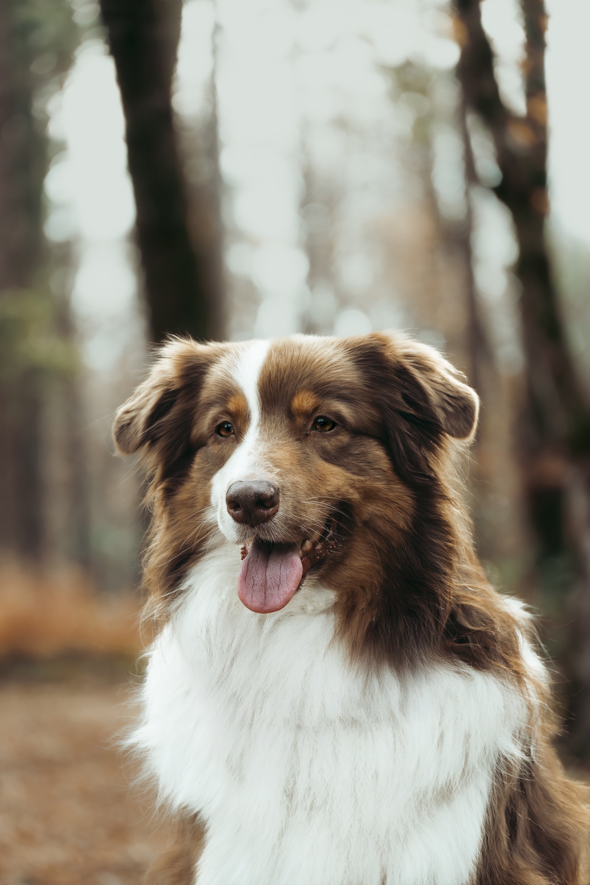 Un chien de race border collie dans une forêt avec des arbres en fond, montrant une expression heureuse avec la langue sortie.