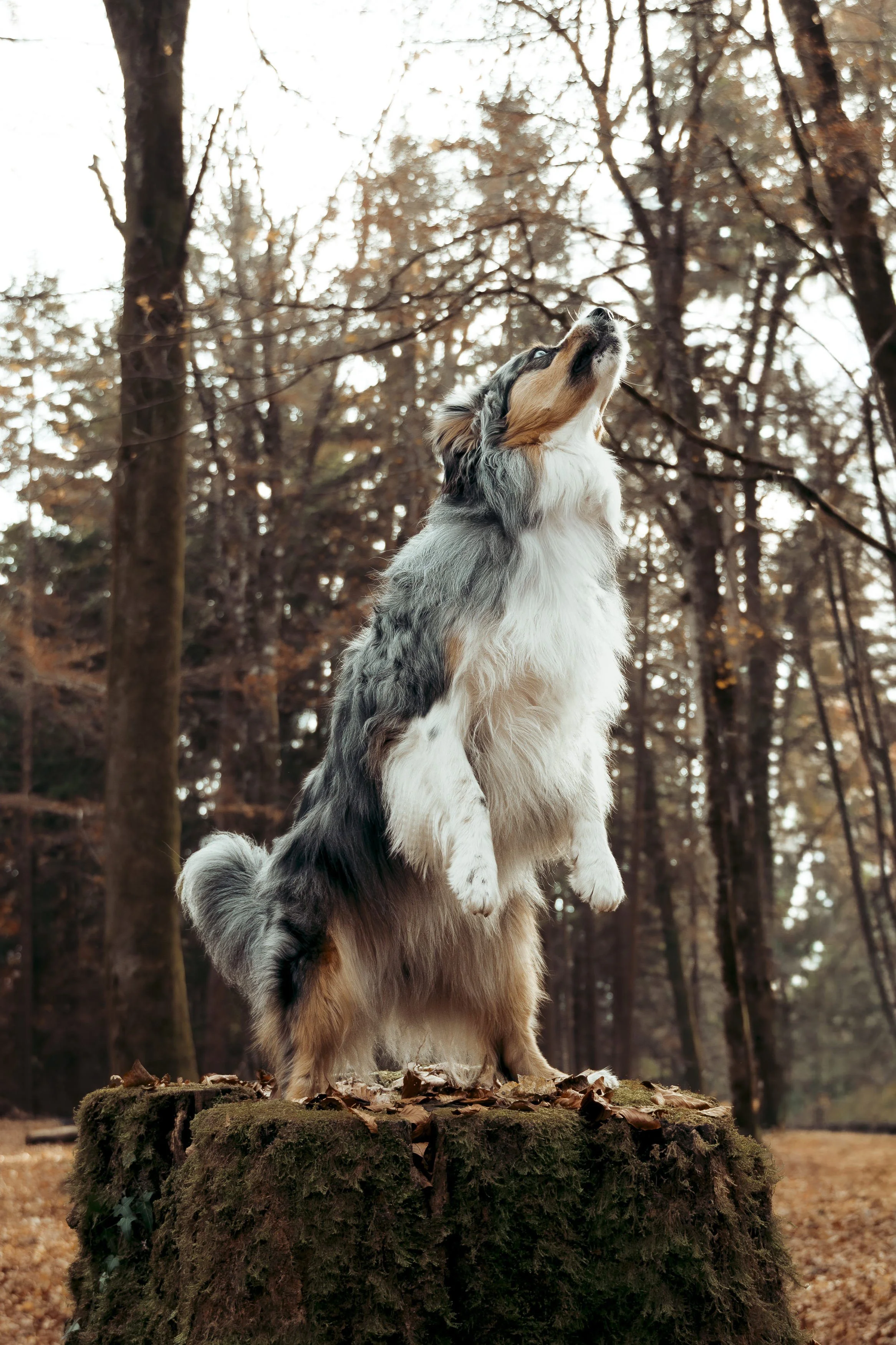 Un chien debout sur une souche d'arbre dans une forêt pendant l'automne