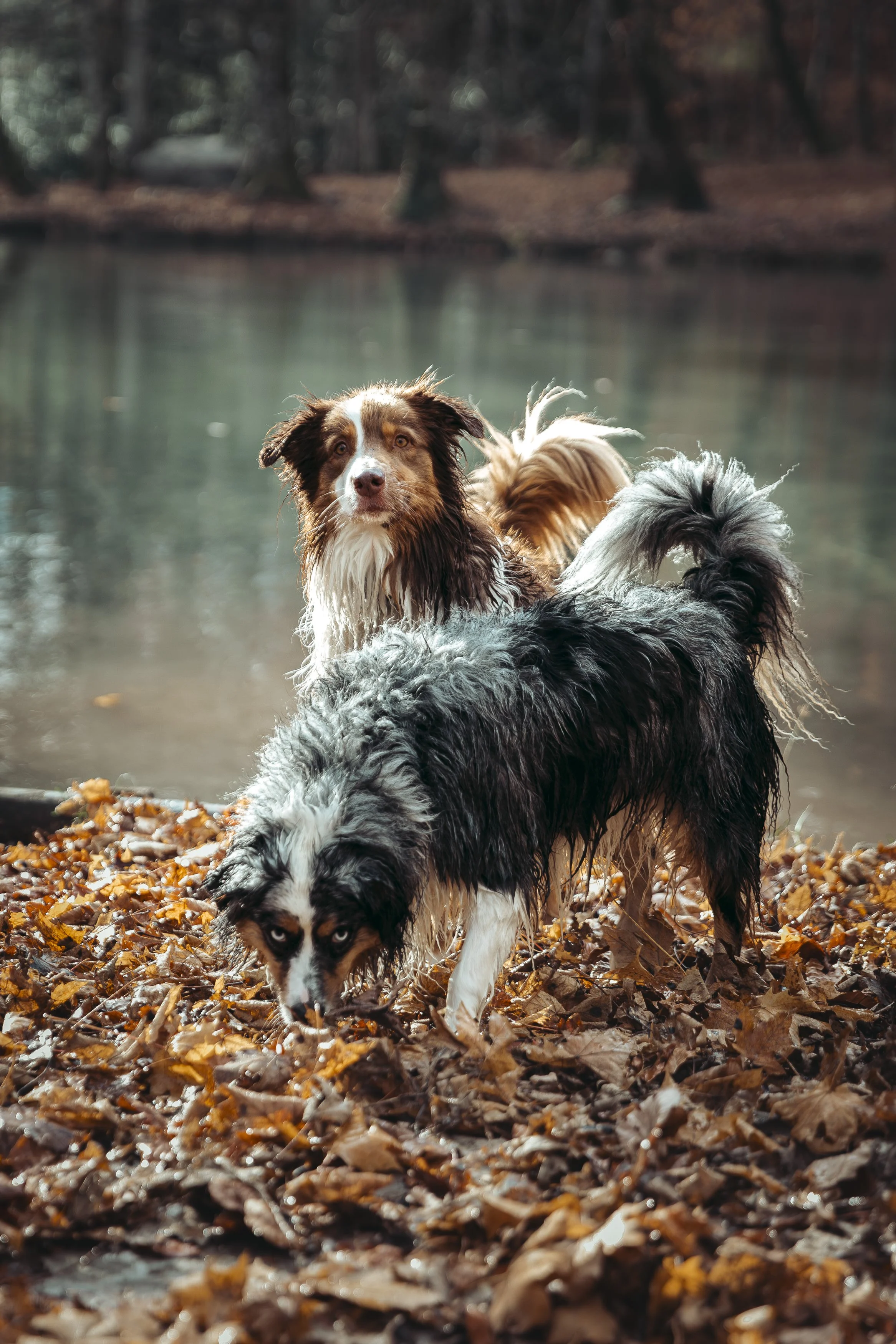 Trois chiens mouillés dans une forêt, l'un regardant le spectateur, debout sur des feuilles mortes près d'un plan d'eau.