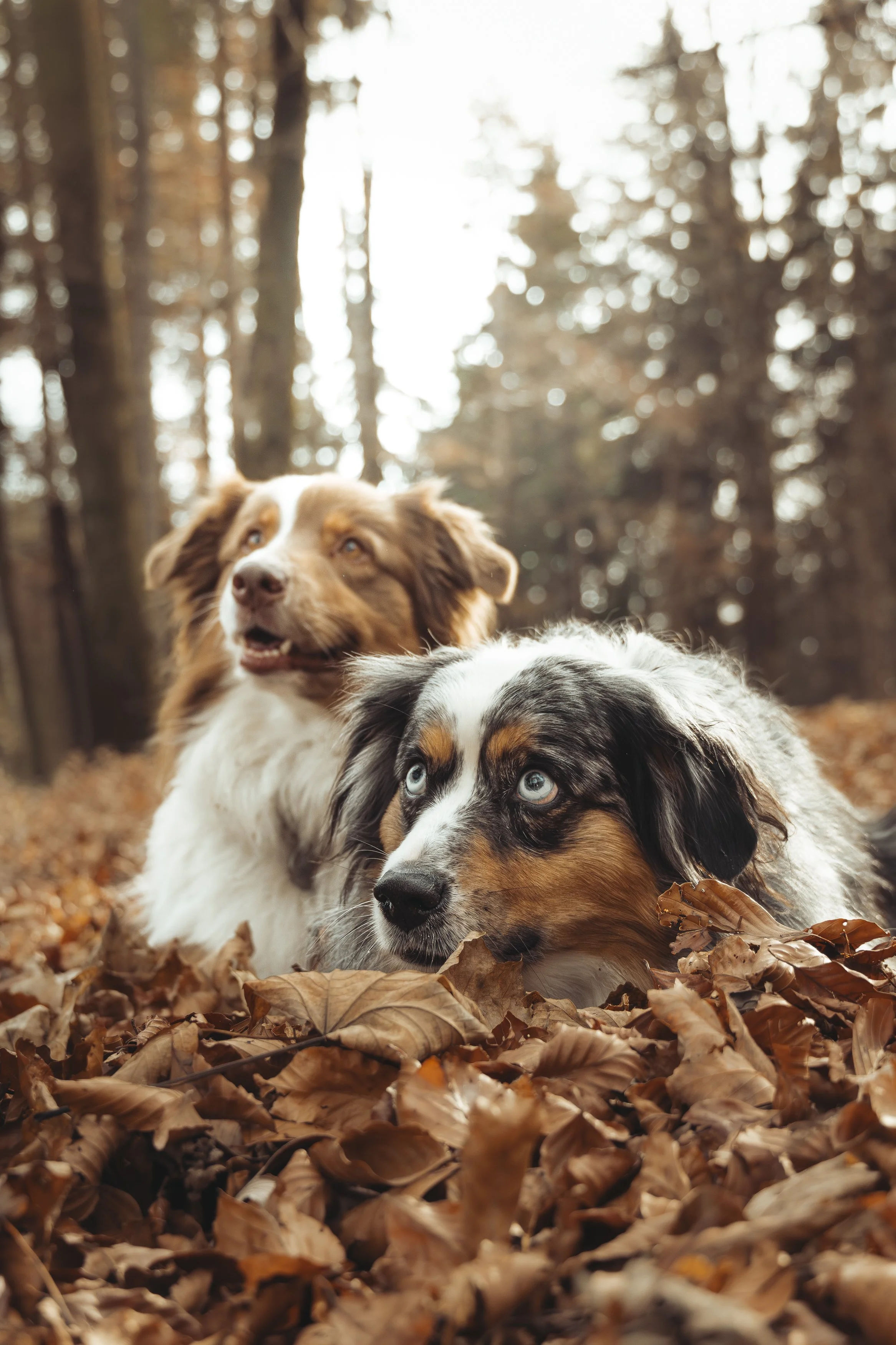Deux chiens australiens à l'automne, couché dans un tas de feuilles mortes dans une forêt.