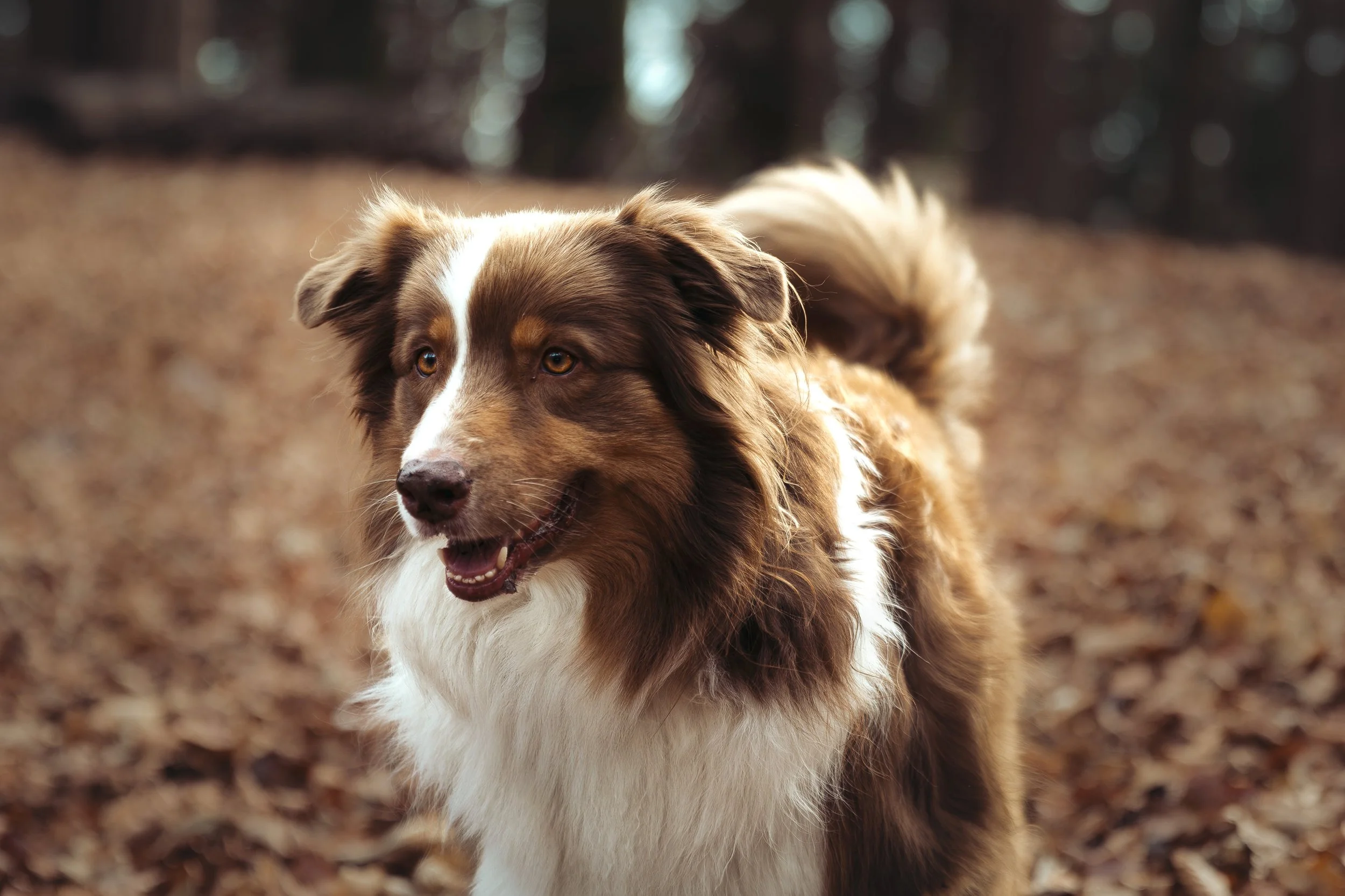 Un chien photographié dans un parc recouvert de feuilles d'automne