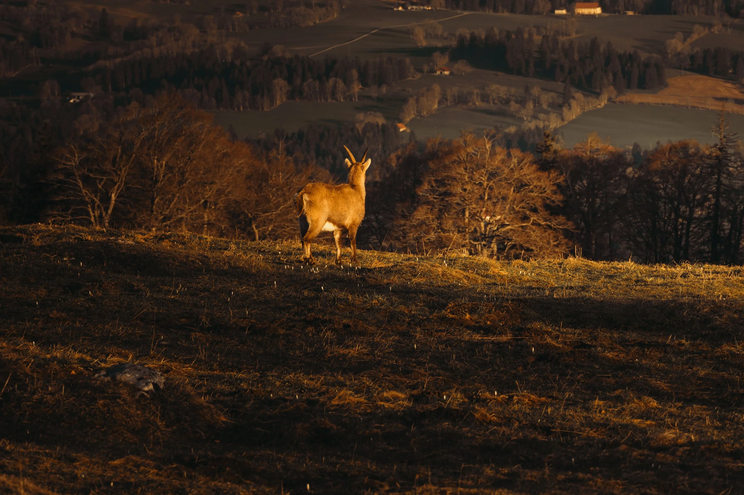 Un chamois se tenant sur une colline en arrière-plan d'un paysage rural avec des arbres et des collines, au crépuscule.