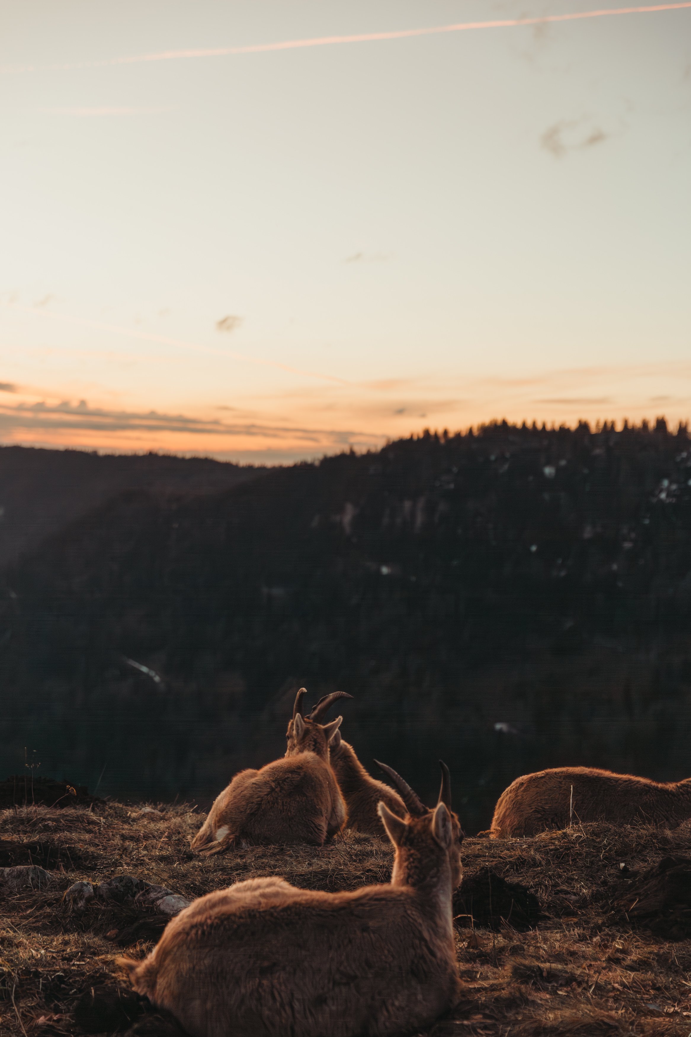 Des chamois reposent sur le sol dans un paysage de montagne au coucher du soleil, avec un ciel pastel et des collines boisées en arrière-plan.