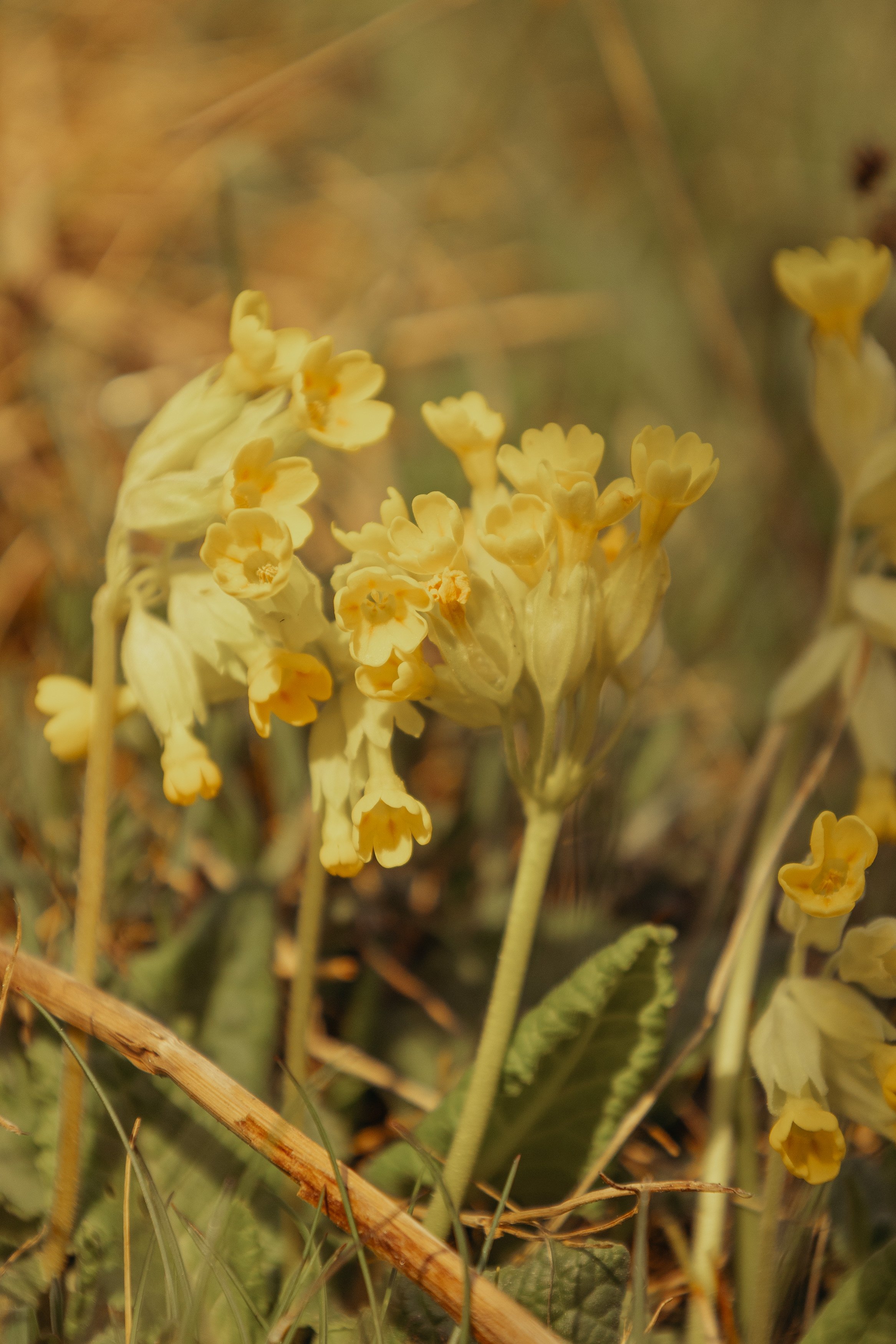 MarieMonod_PhotographedEmotions_MelissaEtColin_144.jpg