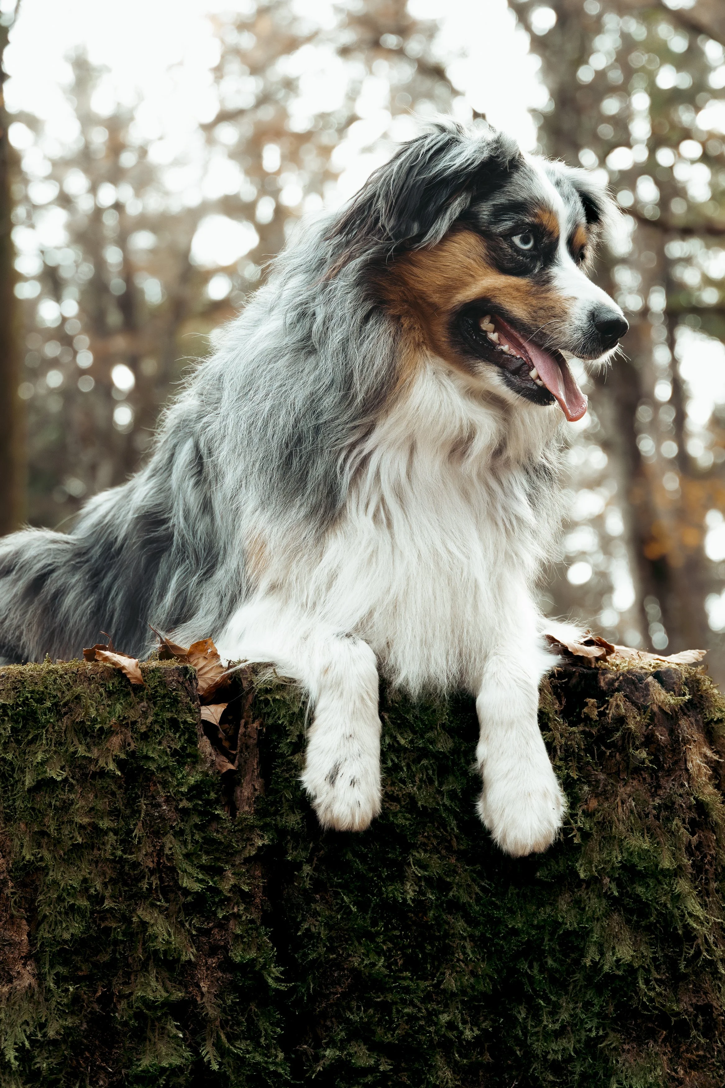 Un chien de race berger australien se tient sur un tronc d'arbre dans une forêt, avec des yeux bleus et une langue sortie.