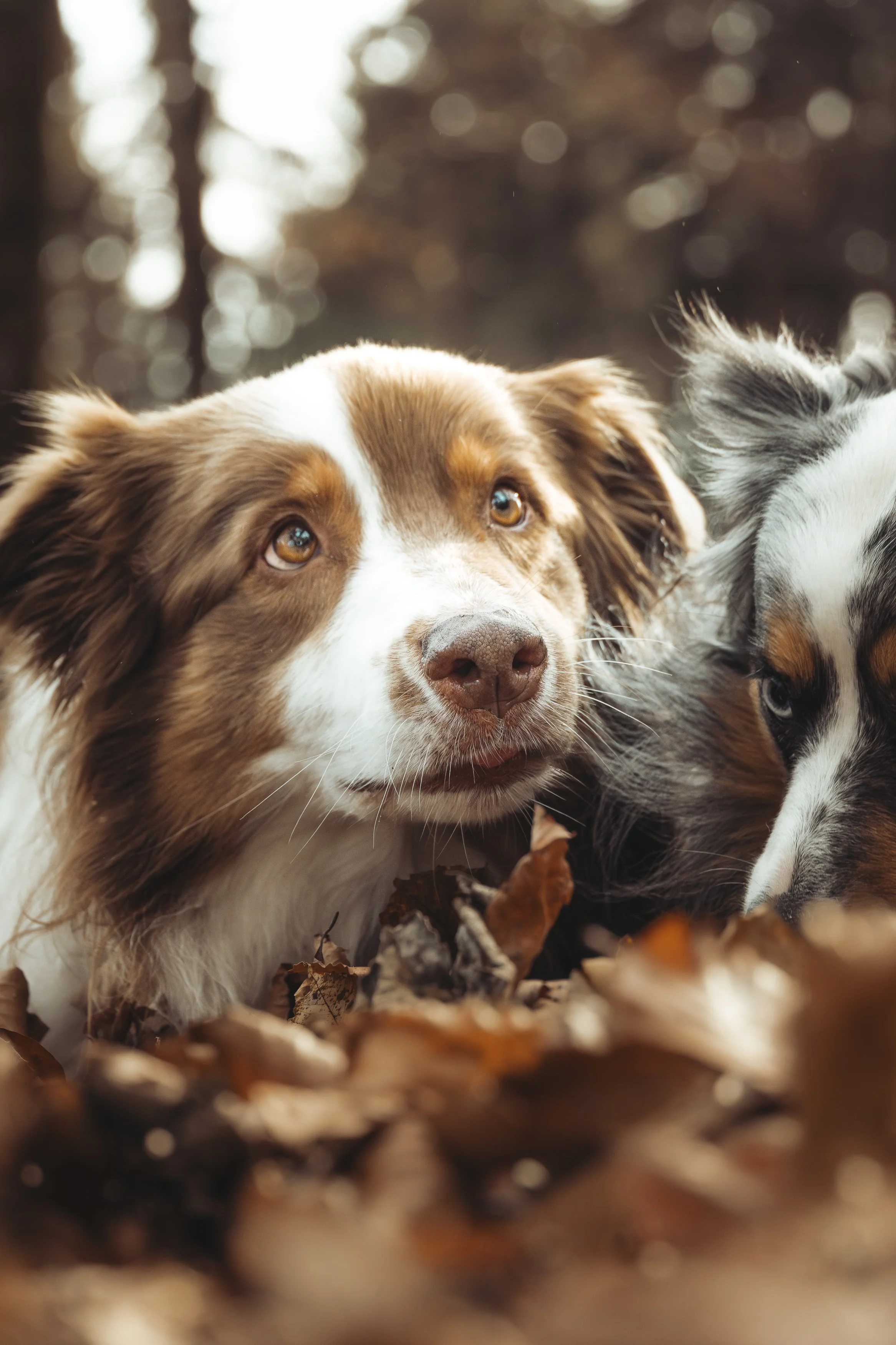 Deux chiens australiens dans un environnement forestier avec des feuilles mortes au sol, un en avant-plan avec oreilles tombantes et un regard attentif, l'autre partially visible à droite.