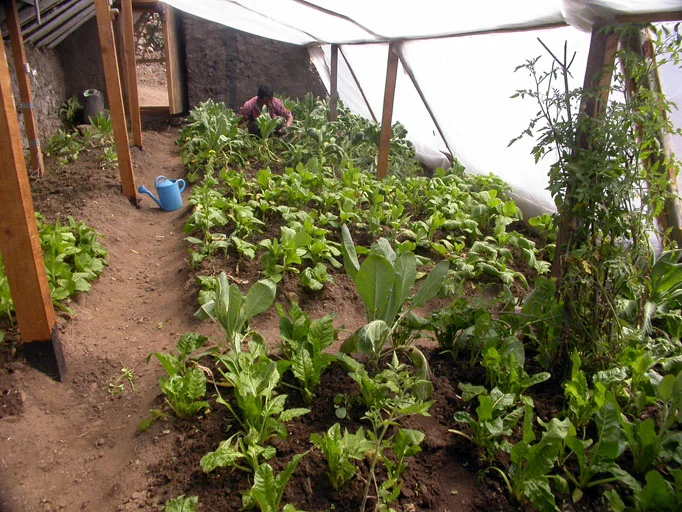 Interior of the Dharapori experimental greenhouse in mid-winter, Humla, Nepal