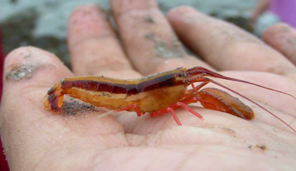 Margaret Noble, Snapping Shrimp, 2016 The sounds of snapping shrimp which live under the pier.