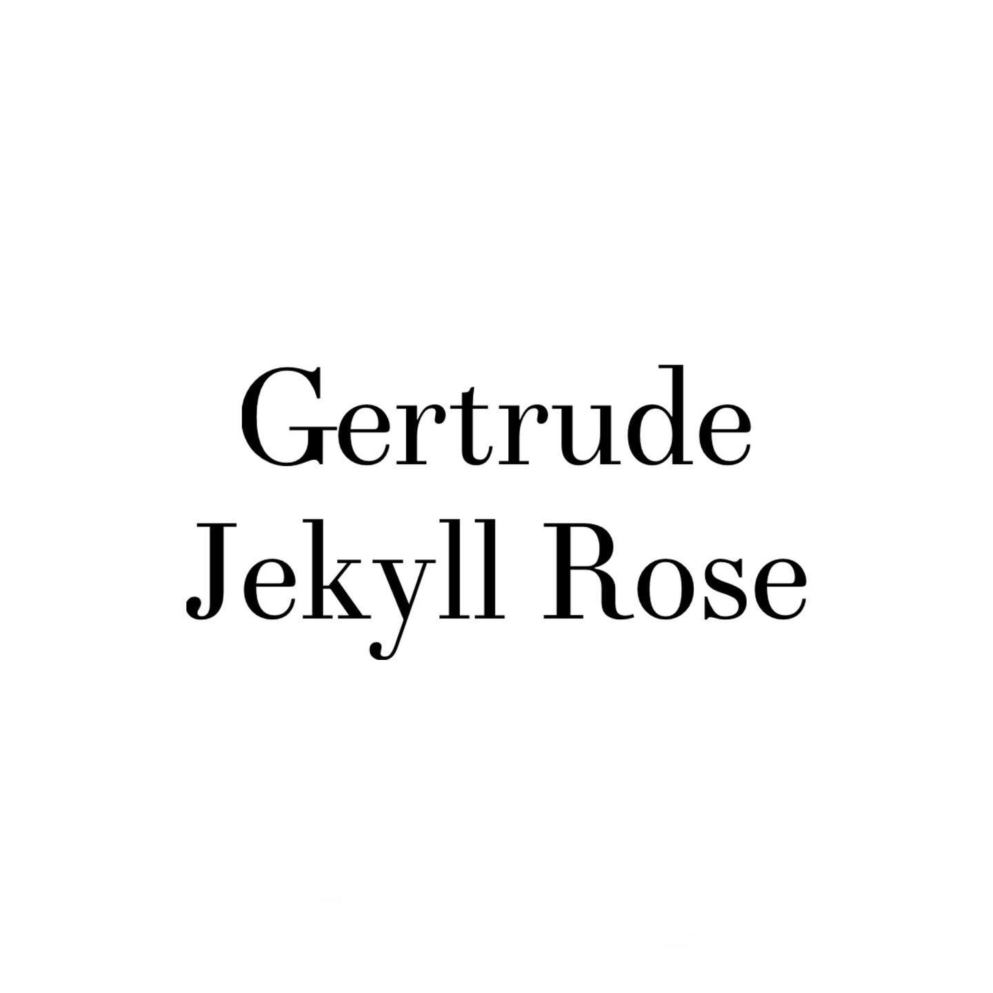 Rose name: Gertrude Jekyll
Rose type: English Shrub Rose Bred By David Austin
Color/Fragrance: Bright Pink/Strong, Old Rose
Flowering: Repeat Flowering
Size: Large Shrub (5ft x 3 1/2ft)
Bloom Size: Large
USDA Hardiness Zone: 9B
When Planted: January 