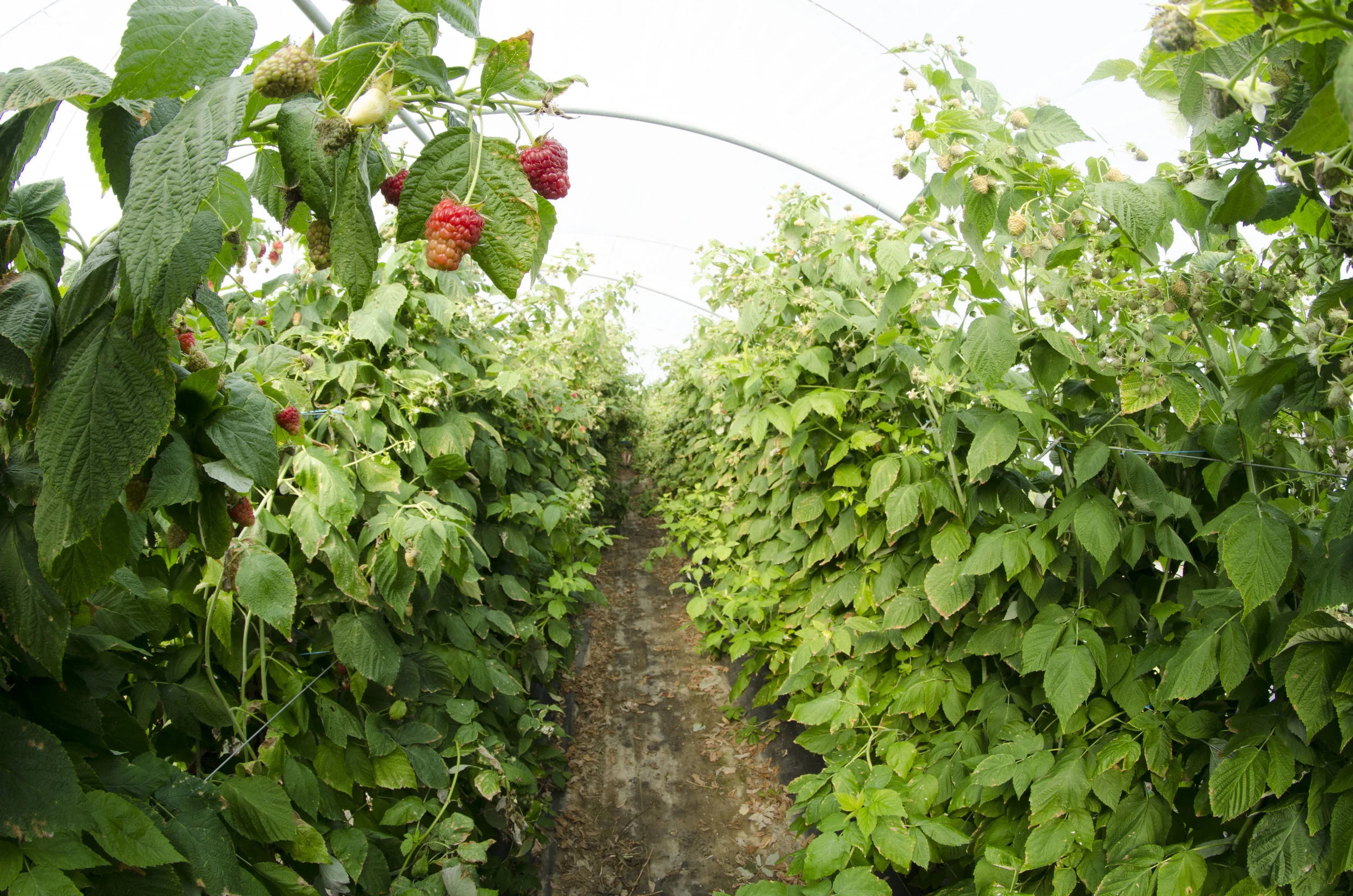 about us — FarmArt