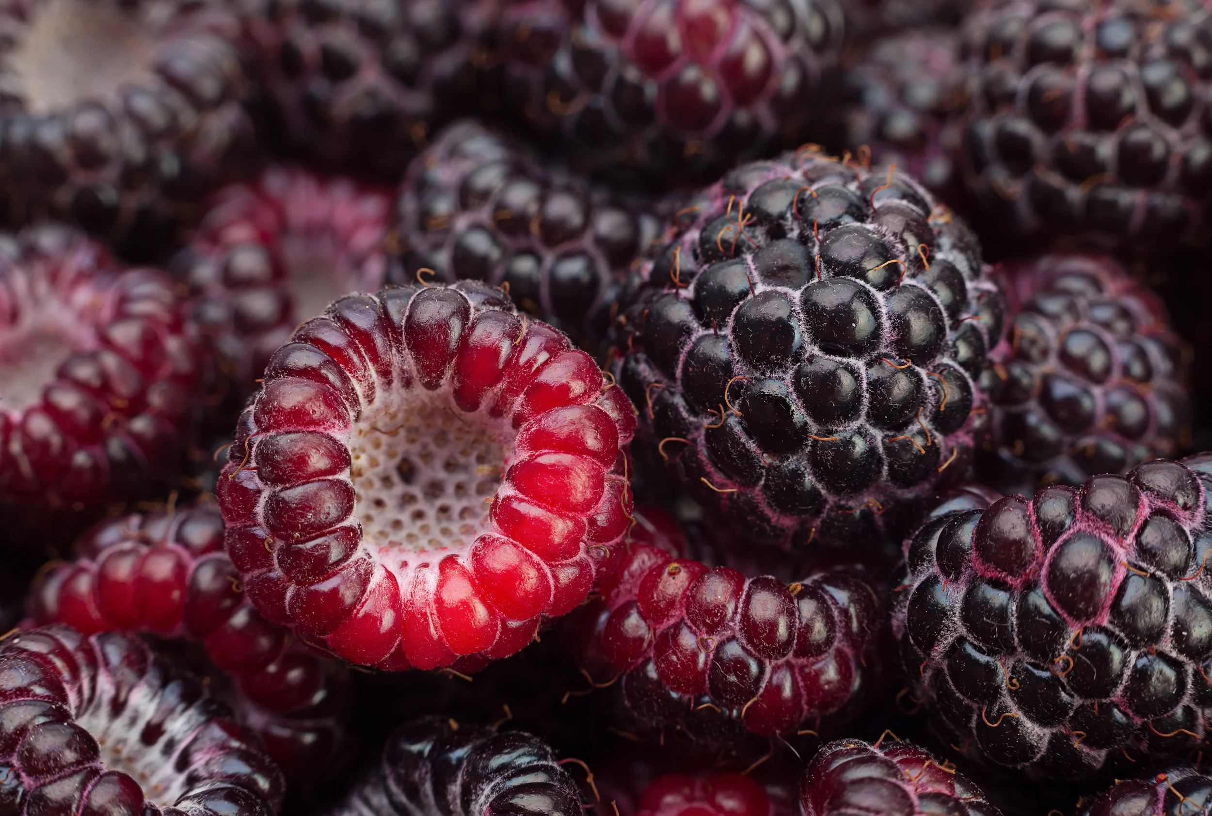 raspberries_black (closeup)_207009724.jpg