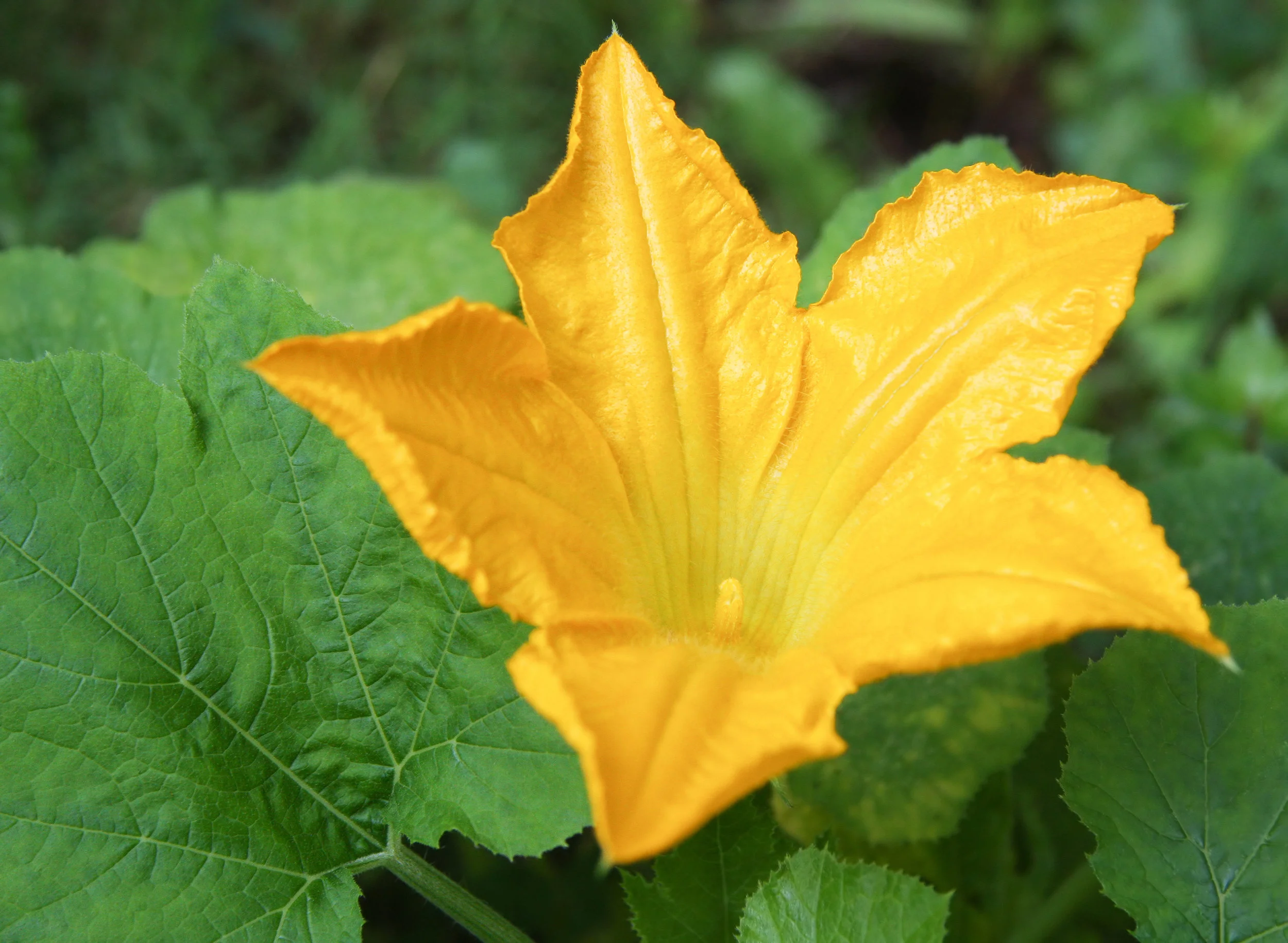 squash_blossom_49608718.jpg