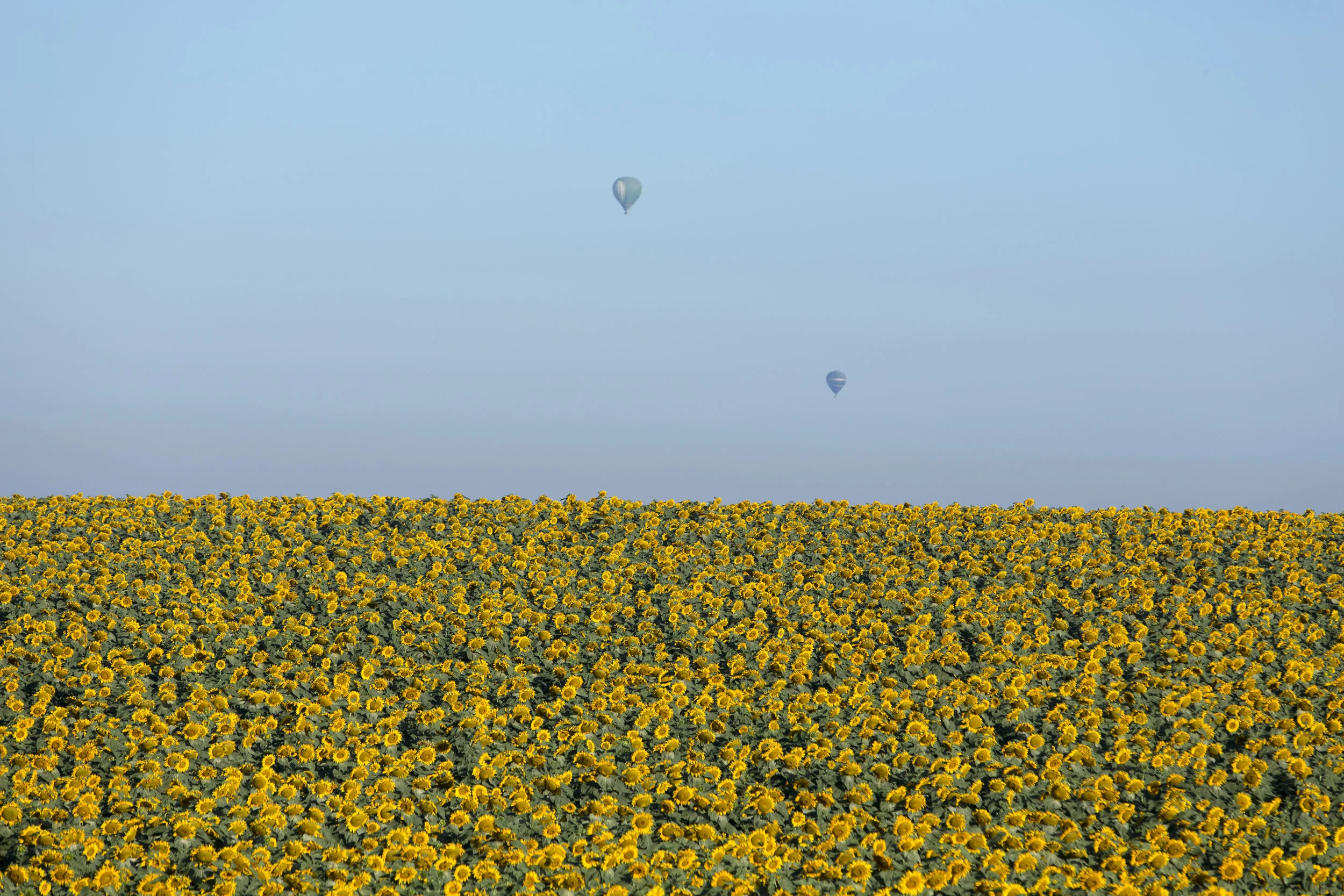 Itamar Grinberg Sunflower fields.JPG