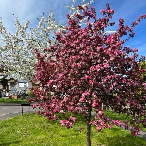 How lucky are we to have these beautiful blossoms at our Bernards Heath club? Spring is springing 🤩 We are looking forward to seeing our Try Timers back at all our clubs this weekend for the start of the Summer term.  Looking for a new weekend activ