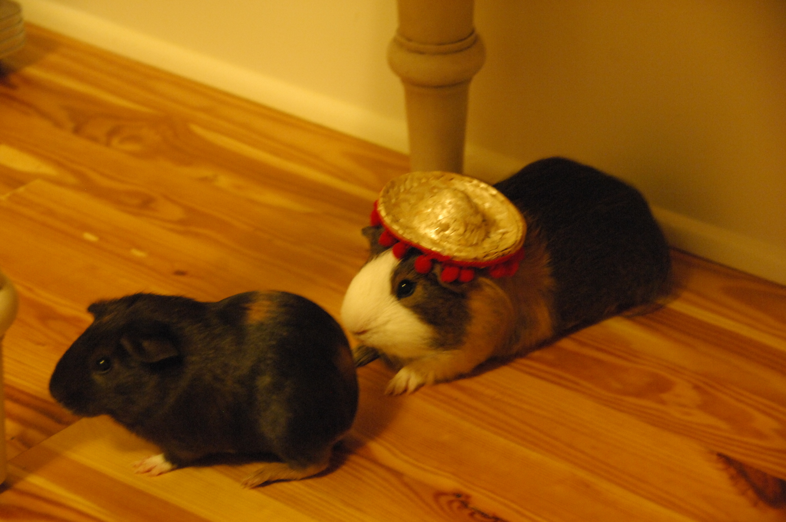 Hay-Hay and Yo-Yo celebrating Cinco de mayo 2012!