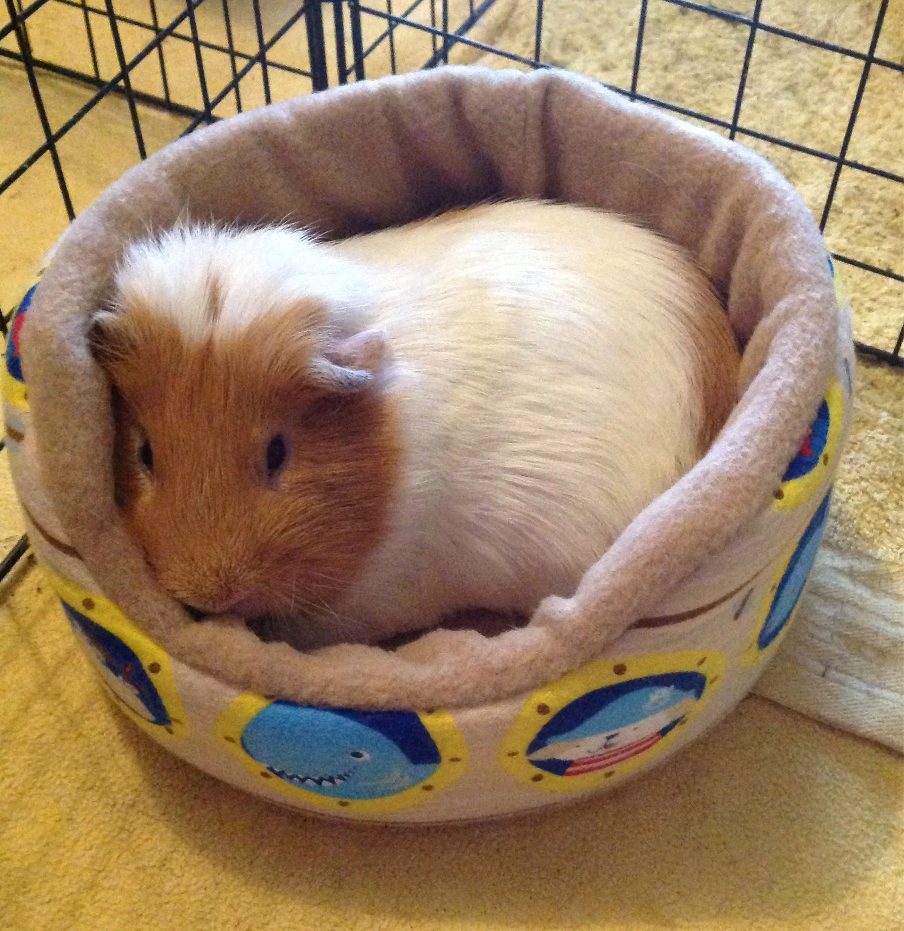 Mochi3.jpg