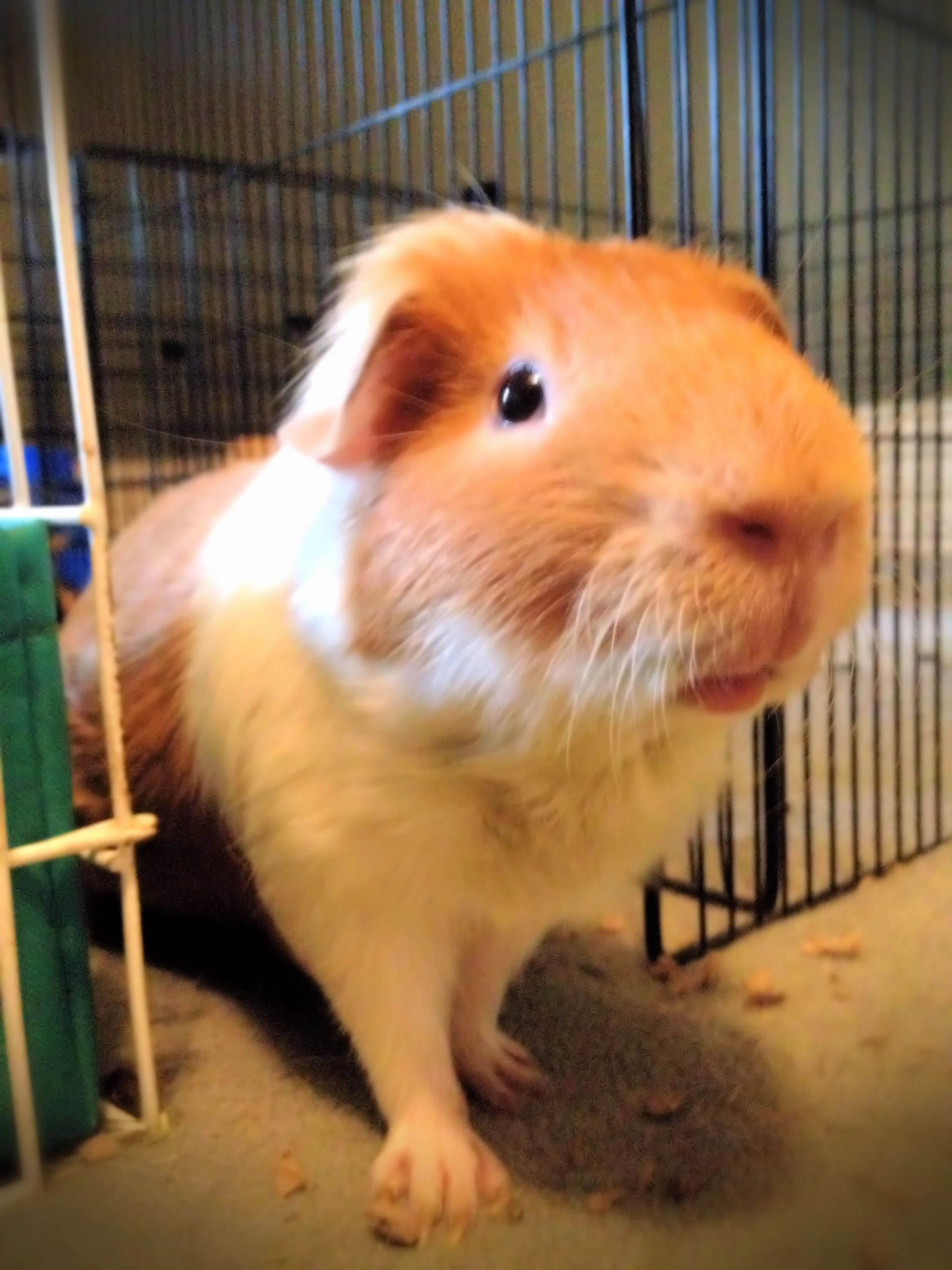 Mochi4.jpg